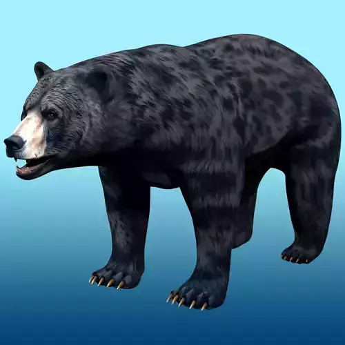 Black Bear Rig 3D model