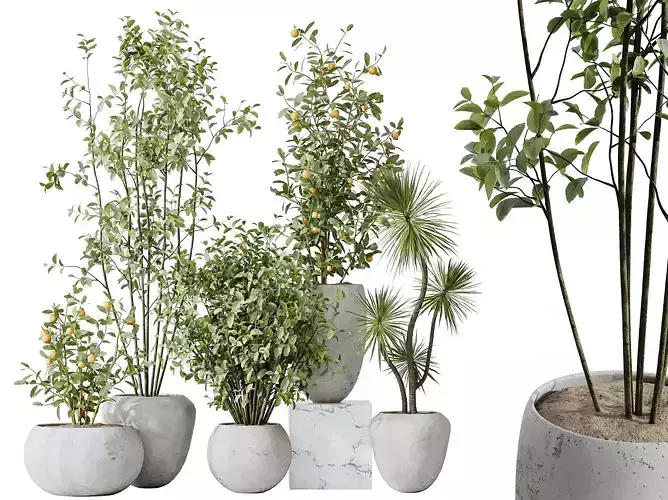 AV Indoor plants set 132 Orange Tree and Beech Olive and Palm