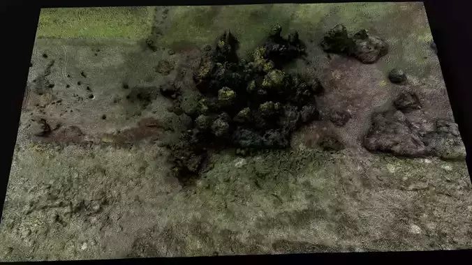 forest ground trees field area1 aerial dronescan