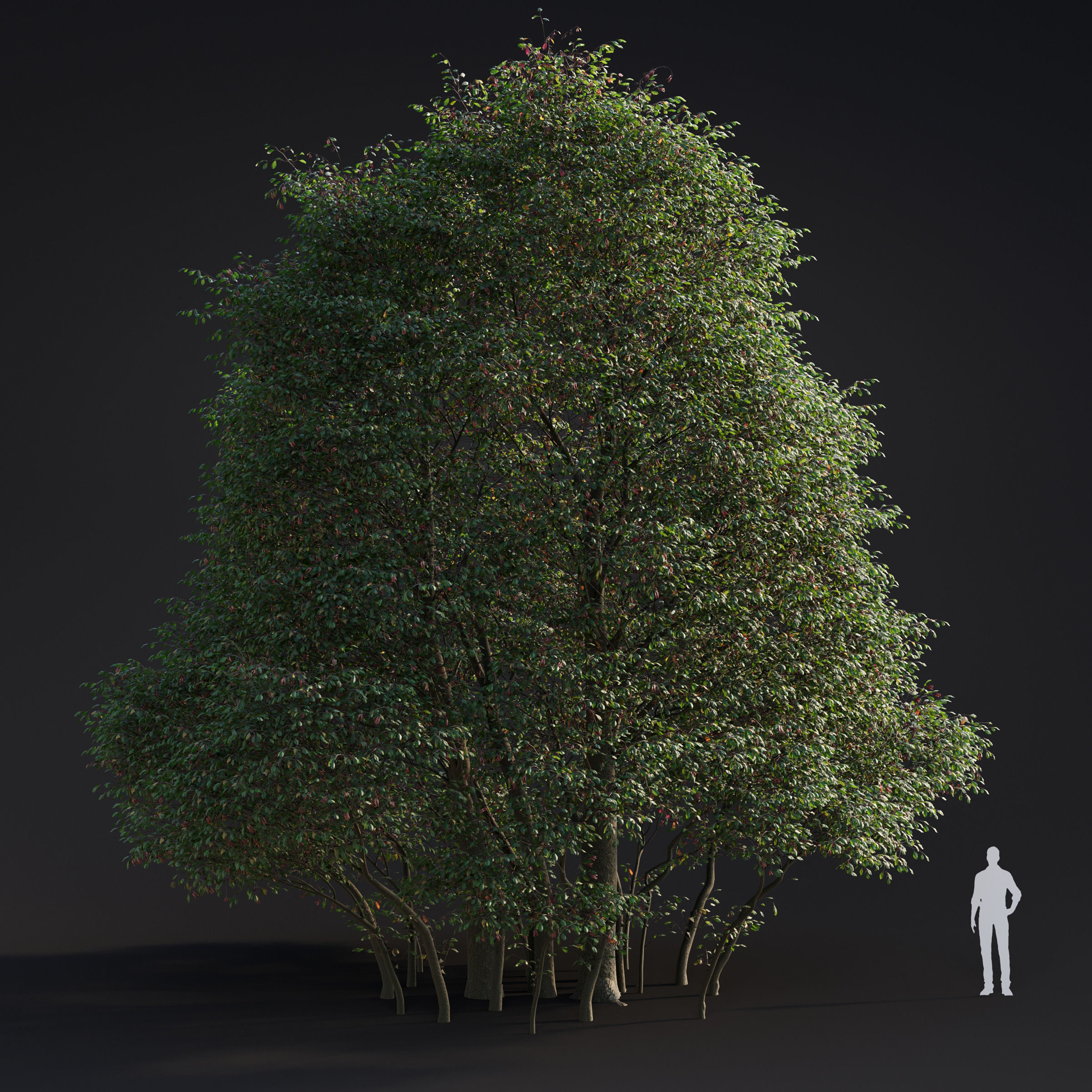 Archmodels vol 283 - collection of spring trees 3D model_3
