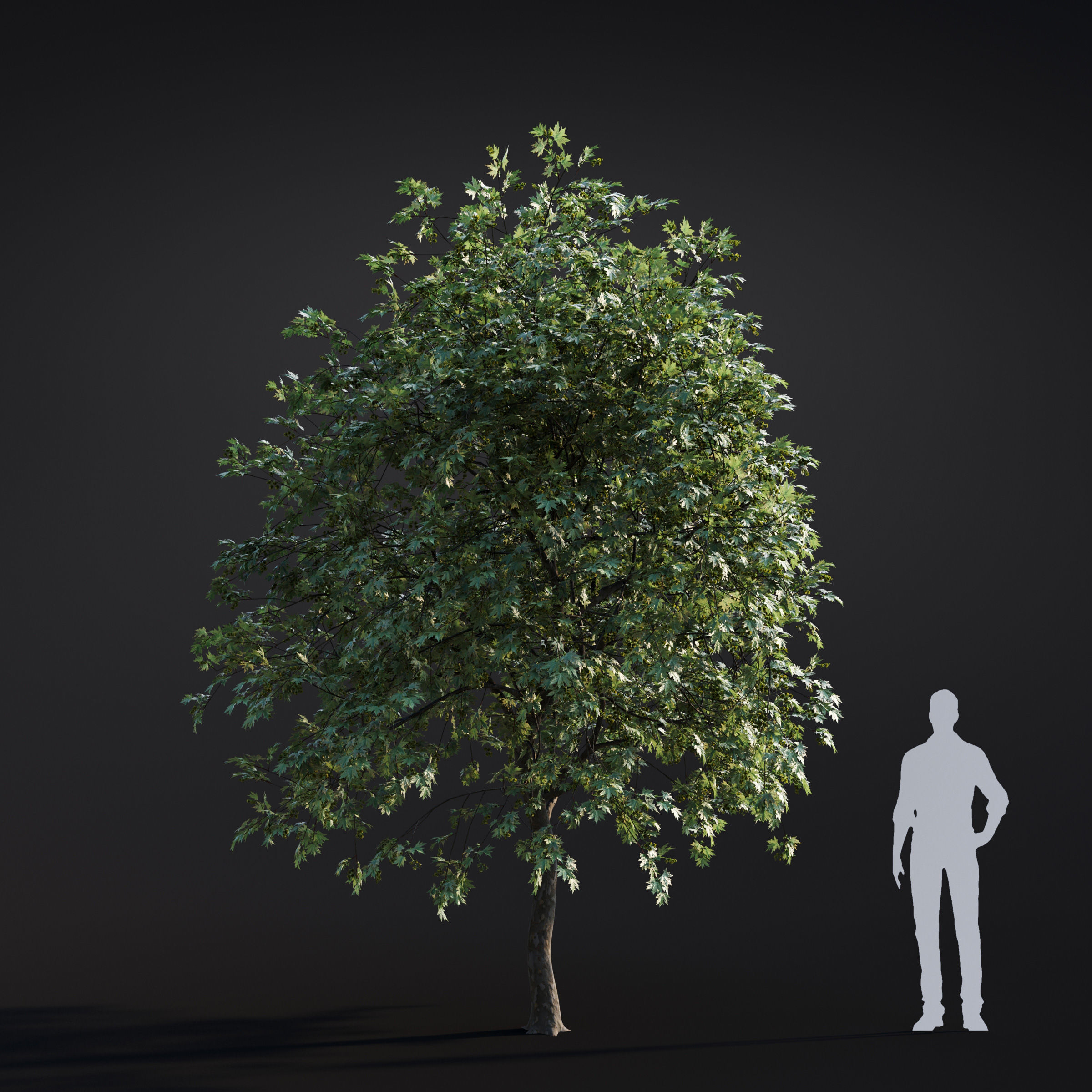 Archmodels vol 283 - collection of spring trees 3D model_49