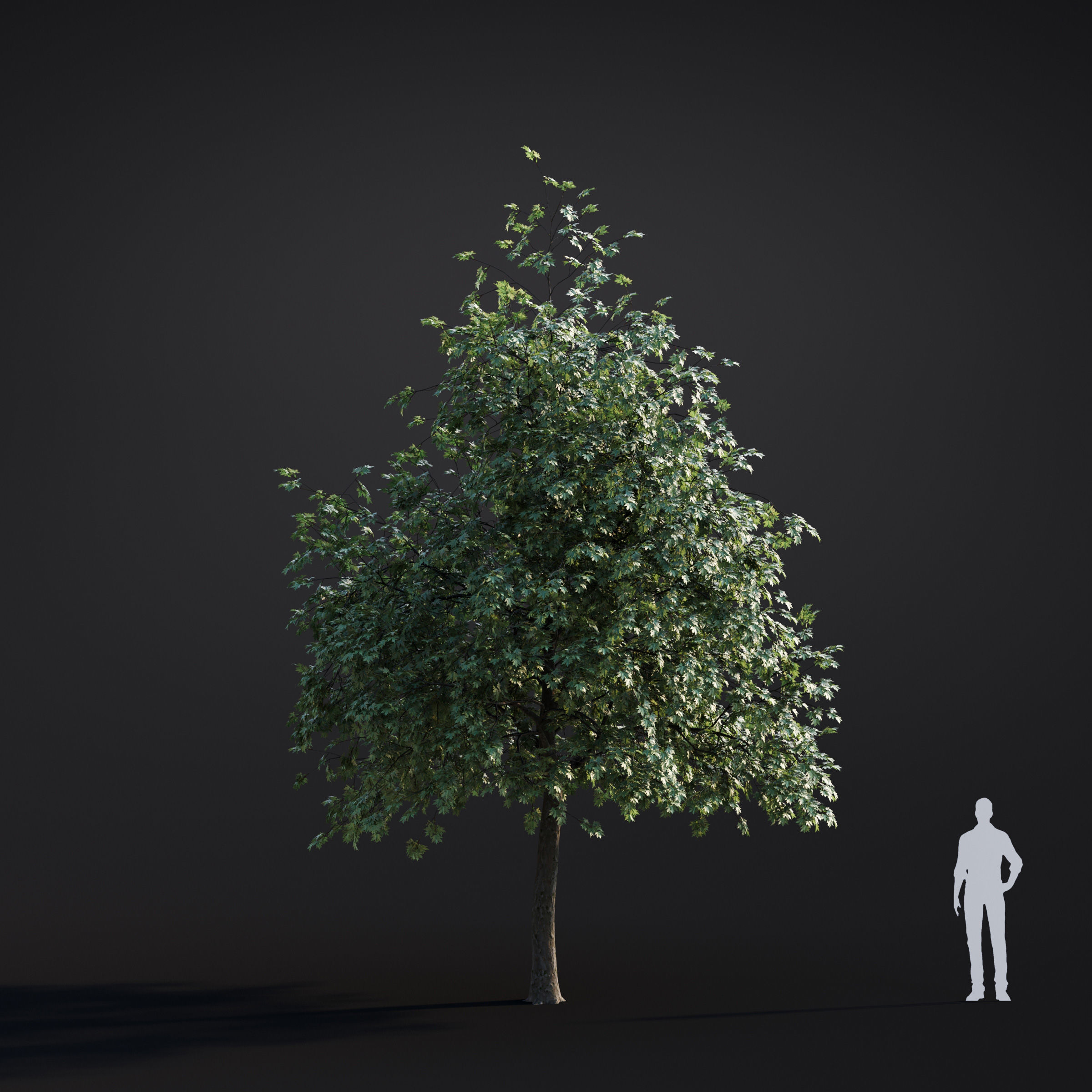 Archmodels vol 283 - collection of spring trees 3D model_50