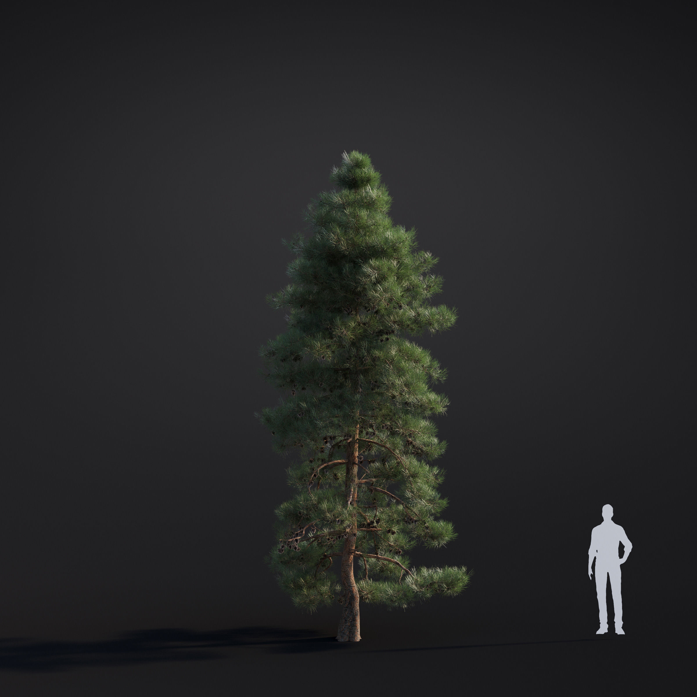 Archmodels vol 283 - collection of spring trees 3D model_31