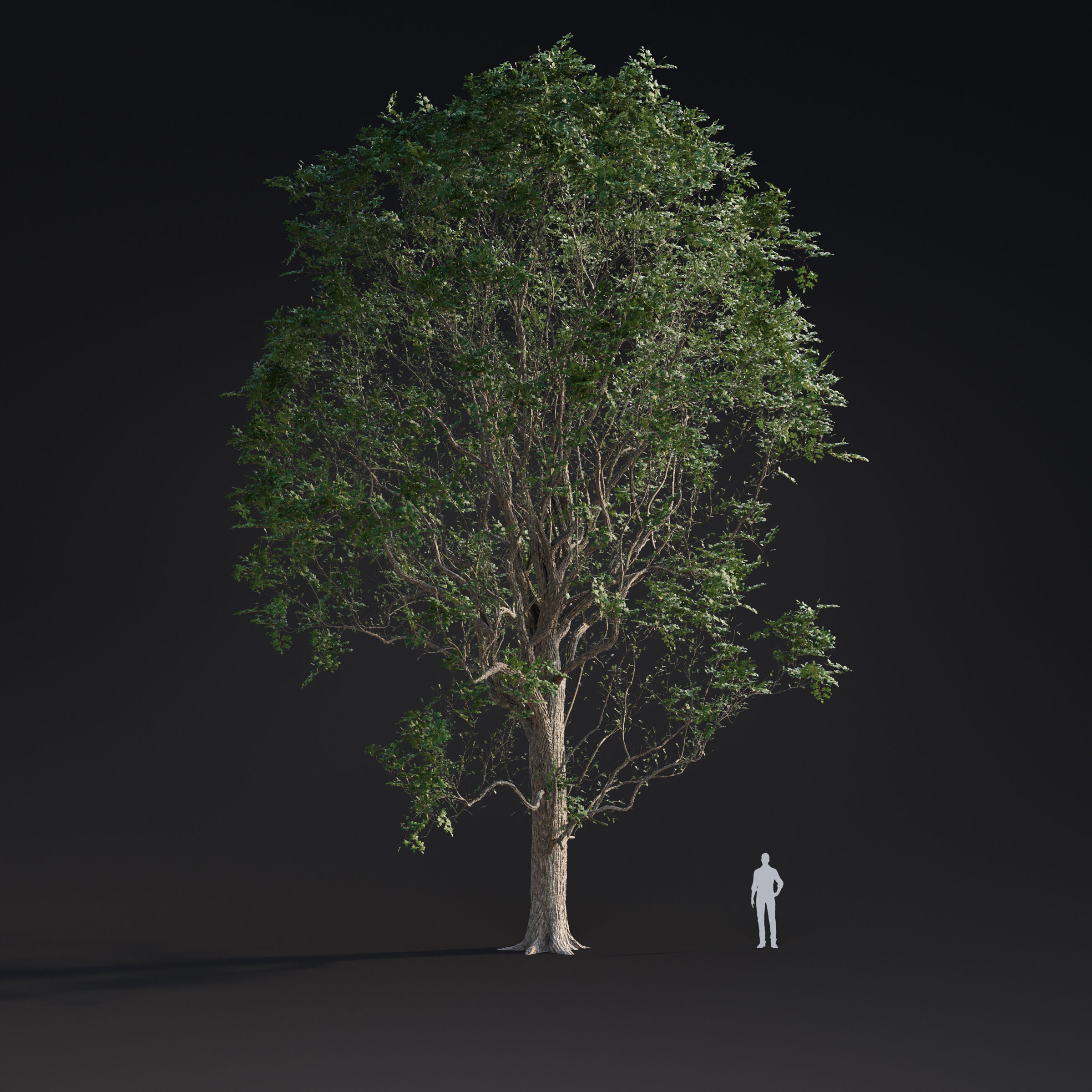 Archmodels vol 283 - collection of spring trees 3D model_8