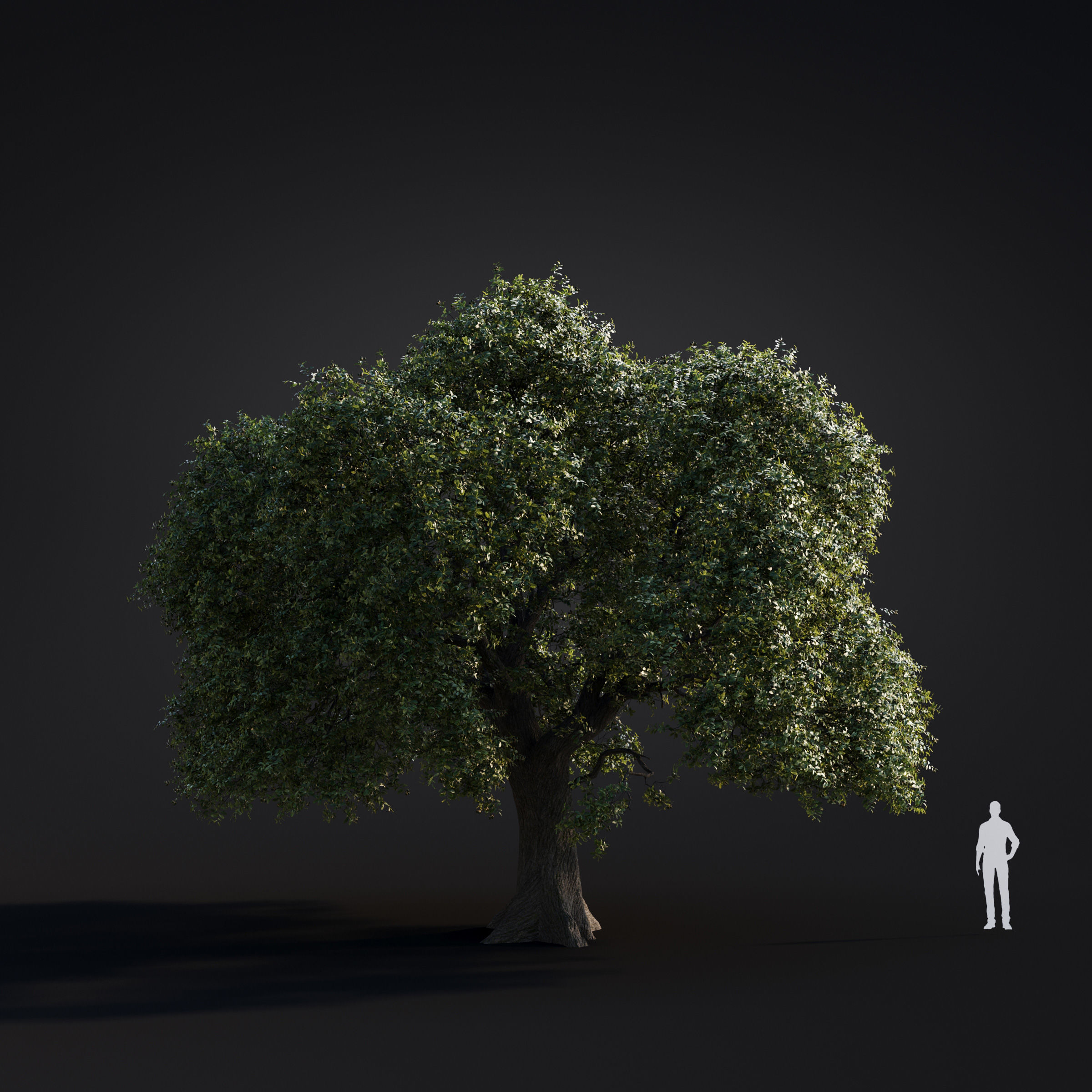 Archmodels vol 283 - collection of spring trees 3D model_54