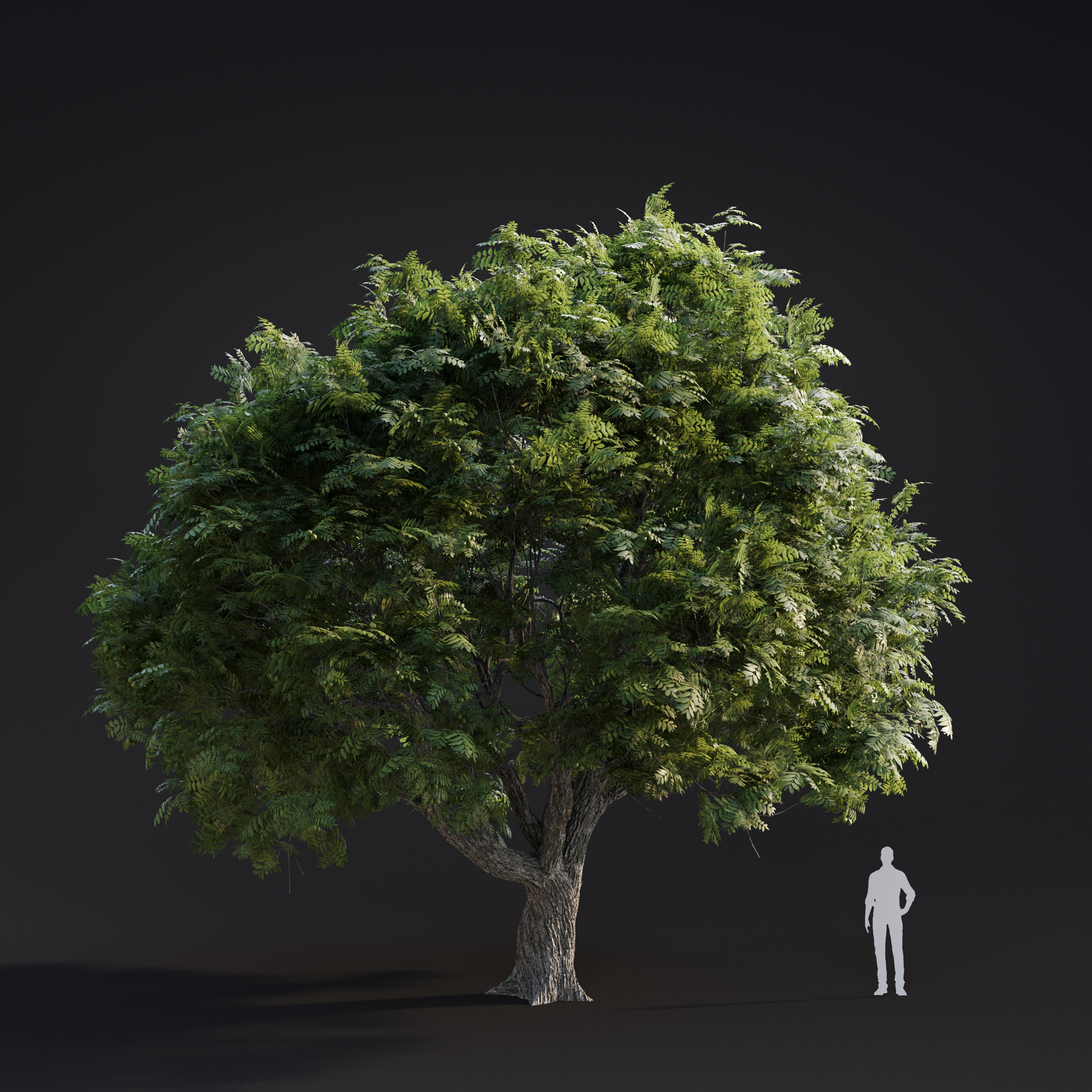 Archmodels vol 283 - collection of spring trees 3D model_11