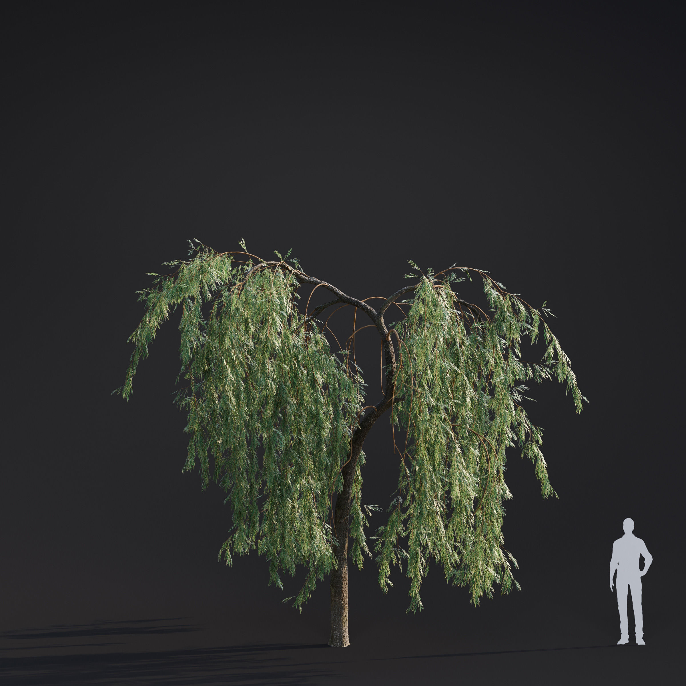 Archmodels vol 283 - collection of spring trees 3D model_17