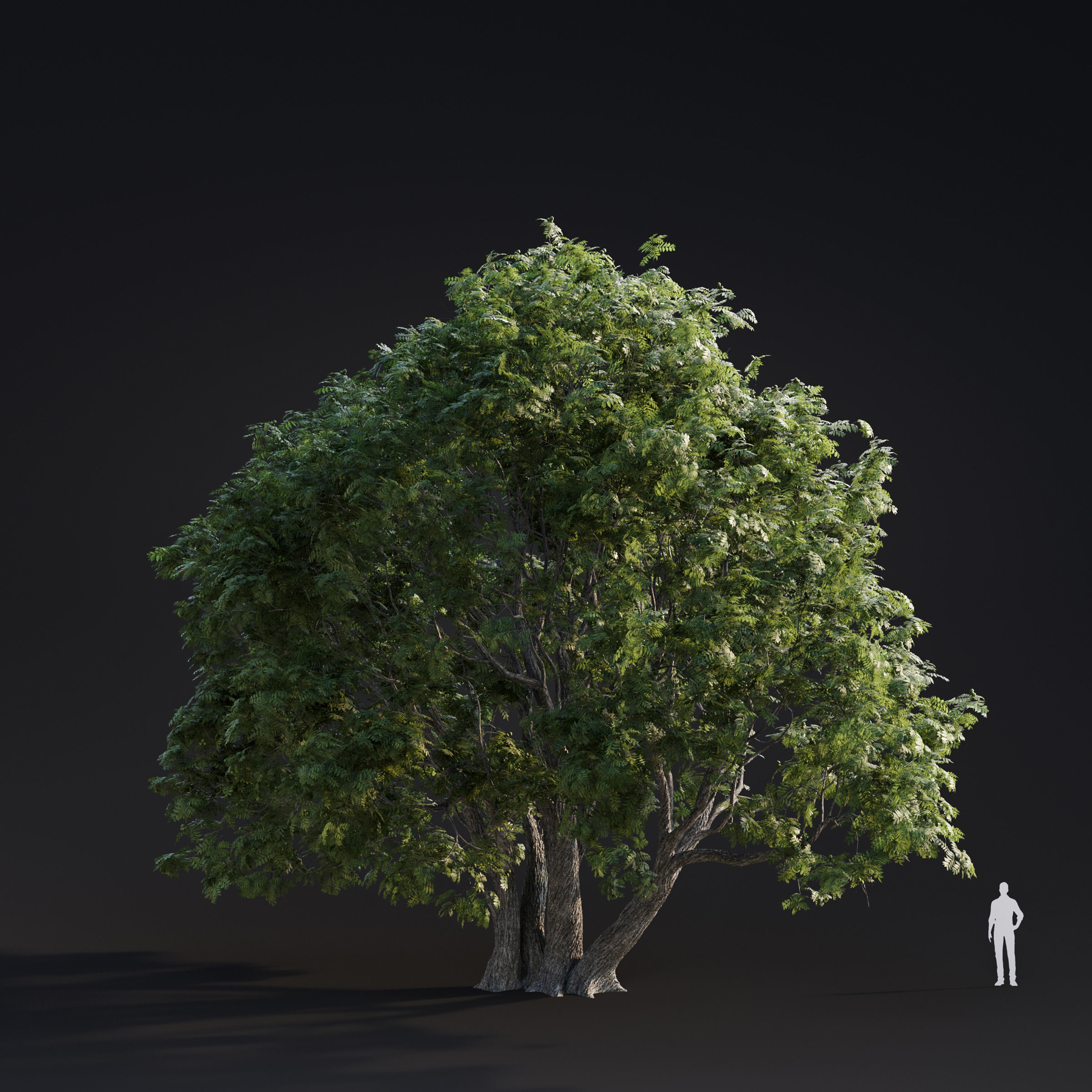 Archmodels vol 283 - collection of spring trees 3D model_12