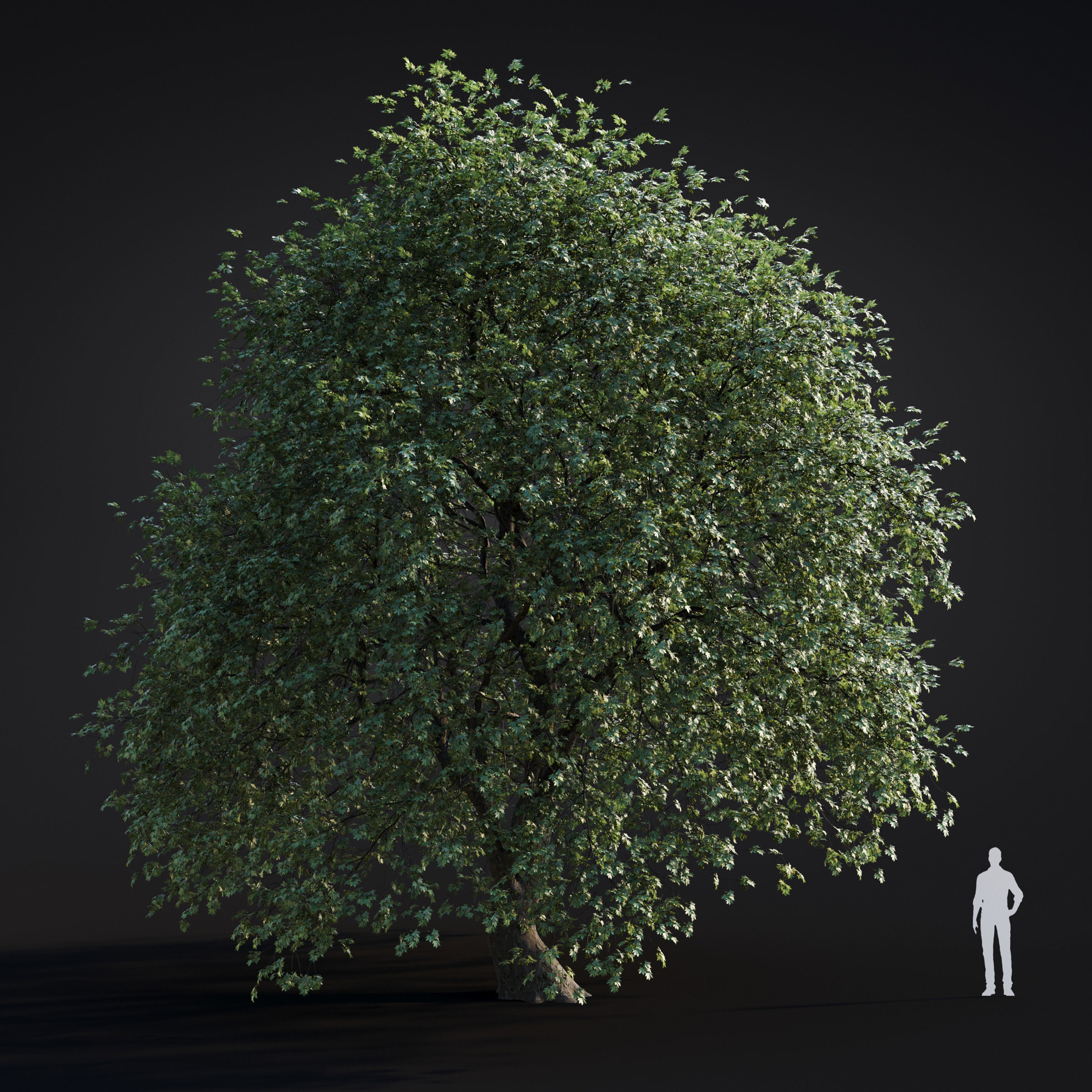Archmodels vol 283 - collection of spring trees 3D model_51