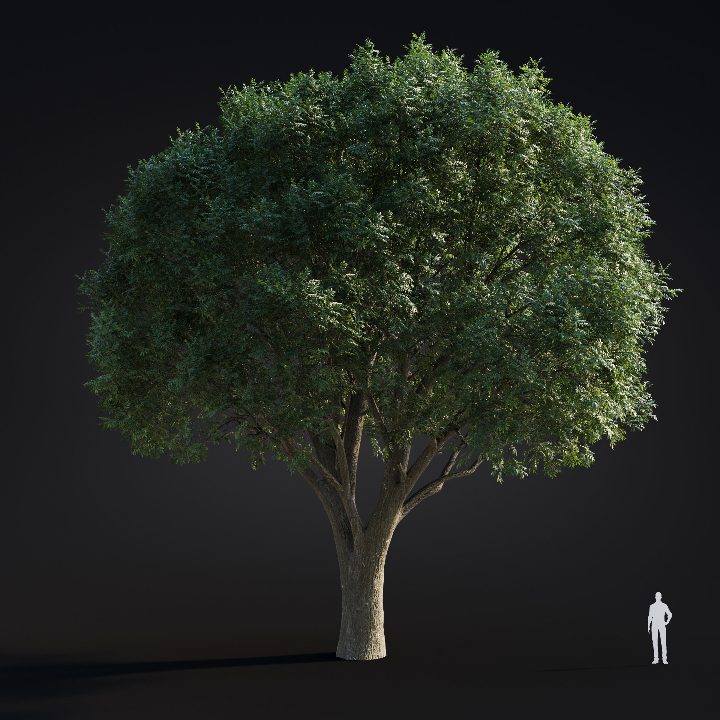 Archmodels vol 283 - collection of spring trees 3D model_26
