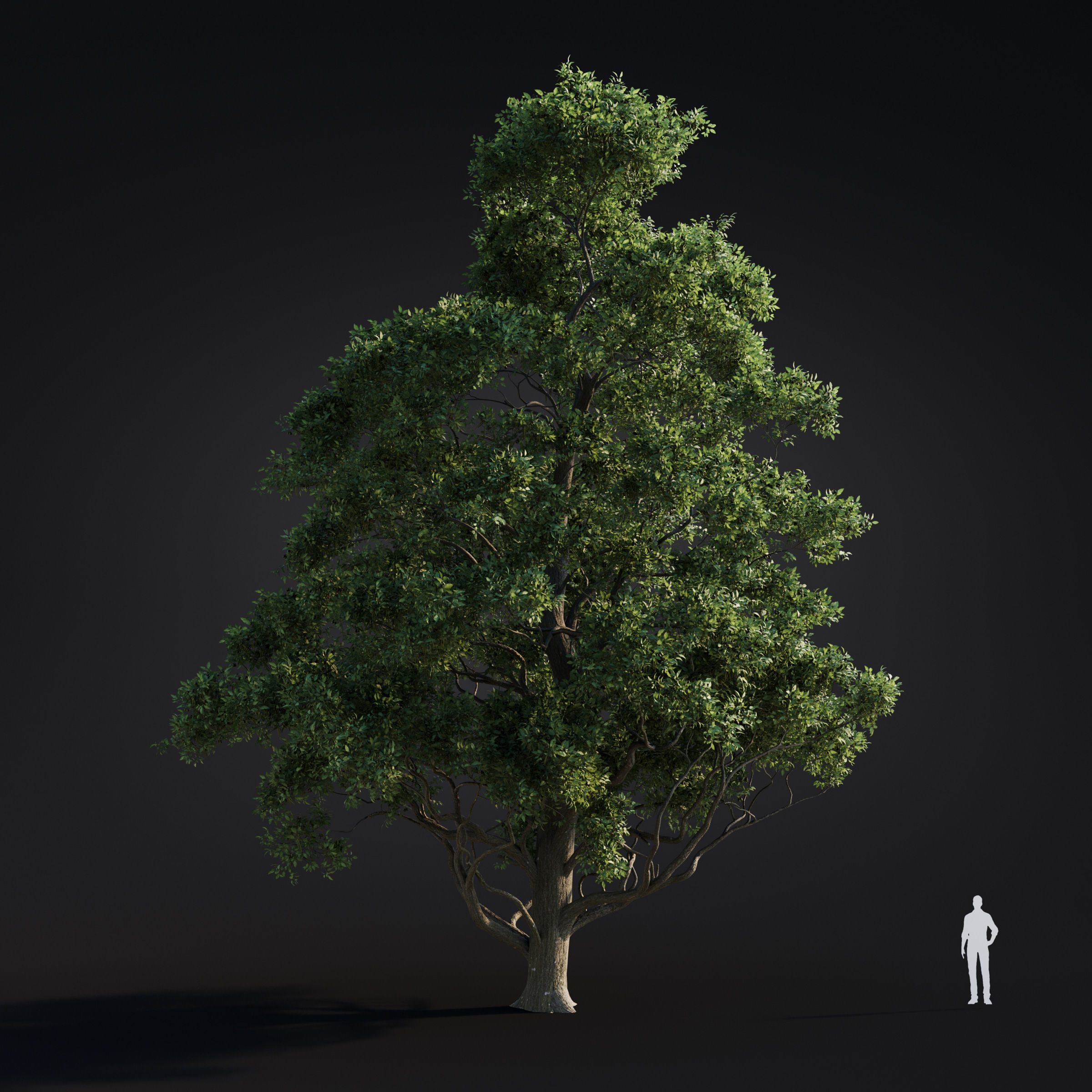 Archmodels vol 283 - collection of spring trees 3D model_21