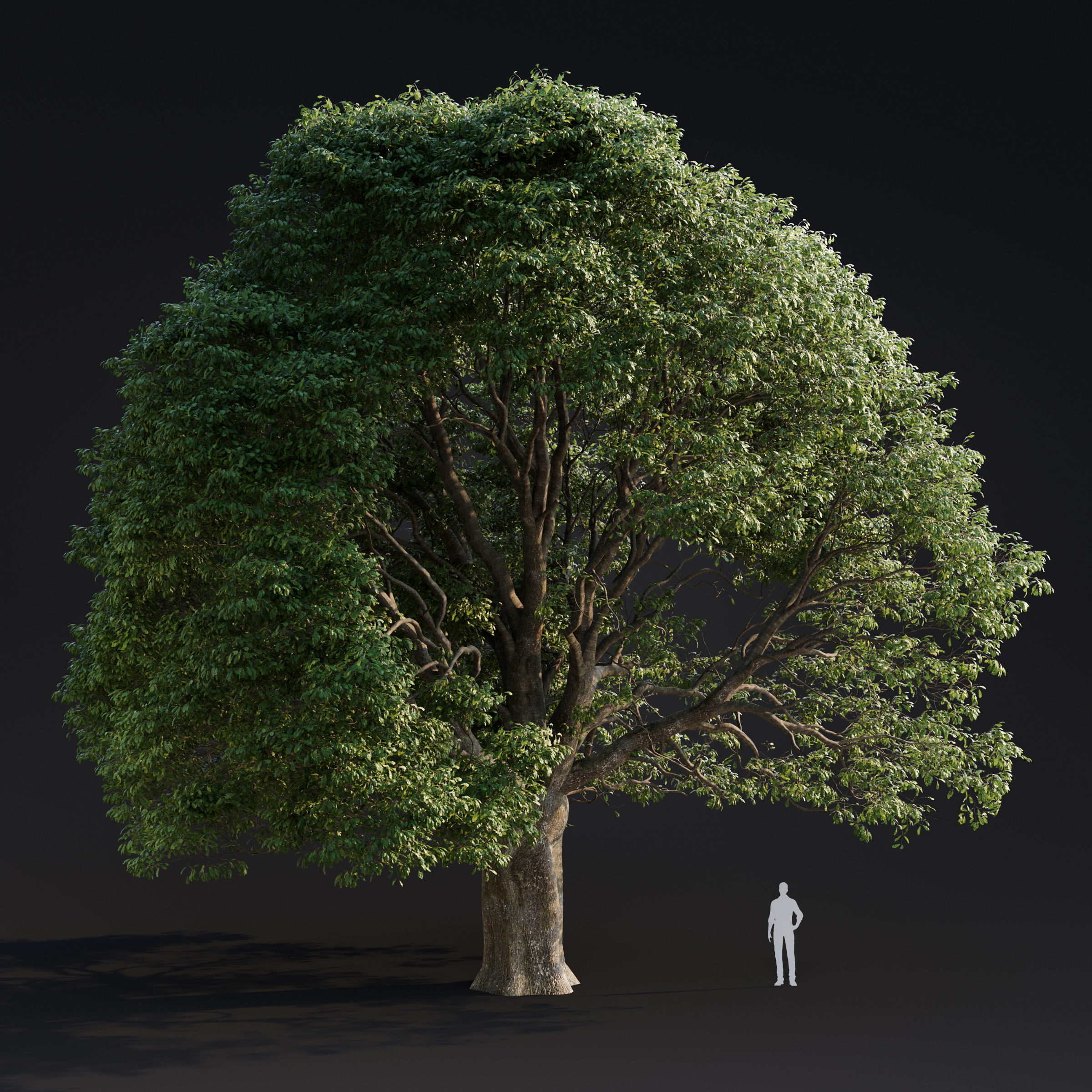 Archmodels vol 283 - collection of spring trees 3D model_15
