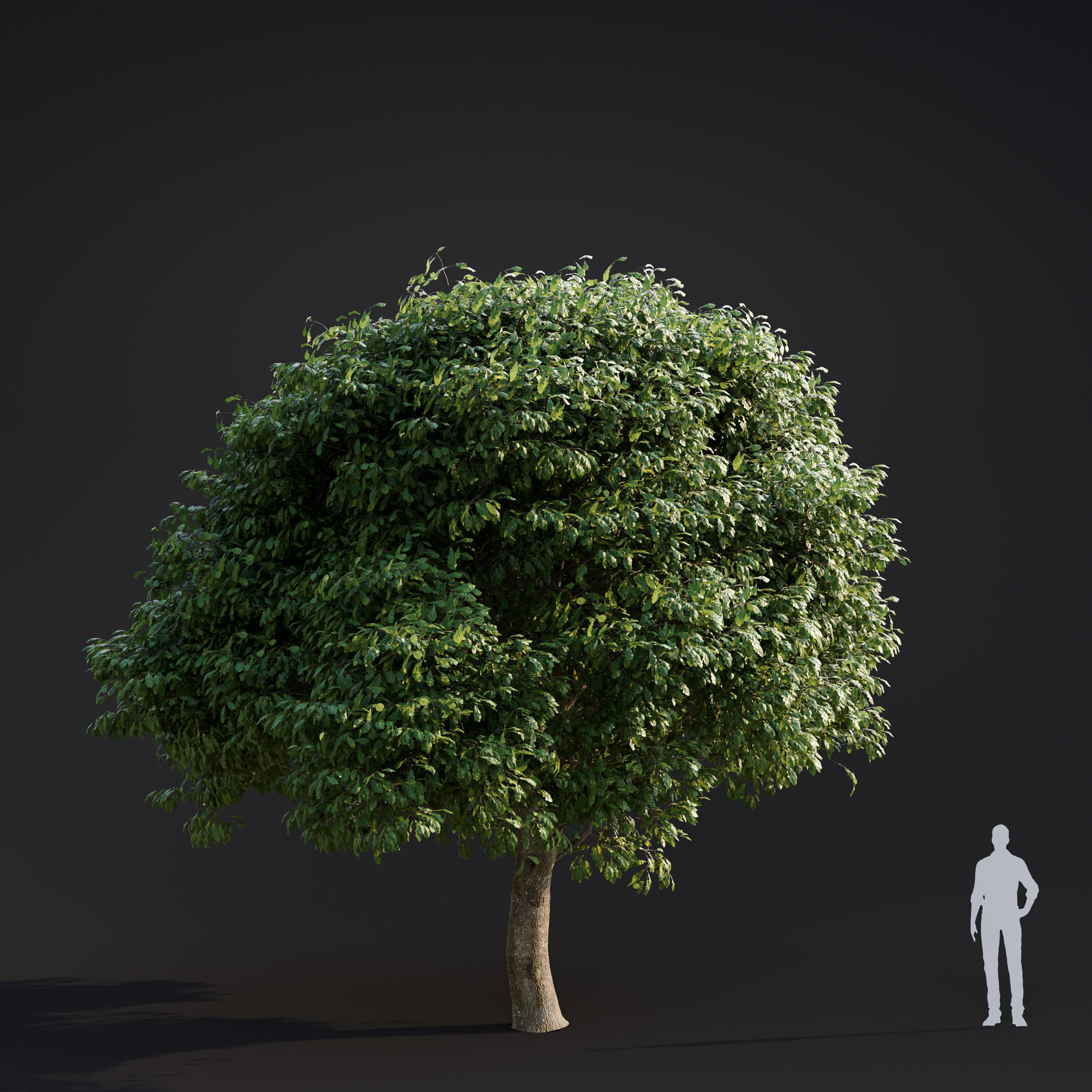 Archmodels vol 283 - collection of spring trees 3D model_13