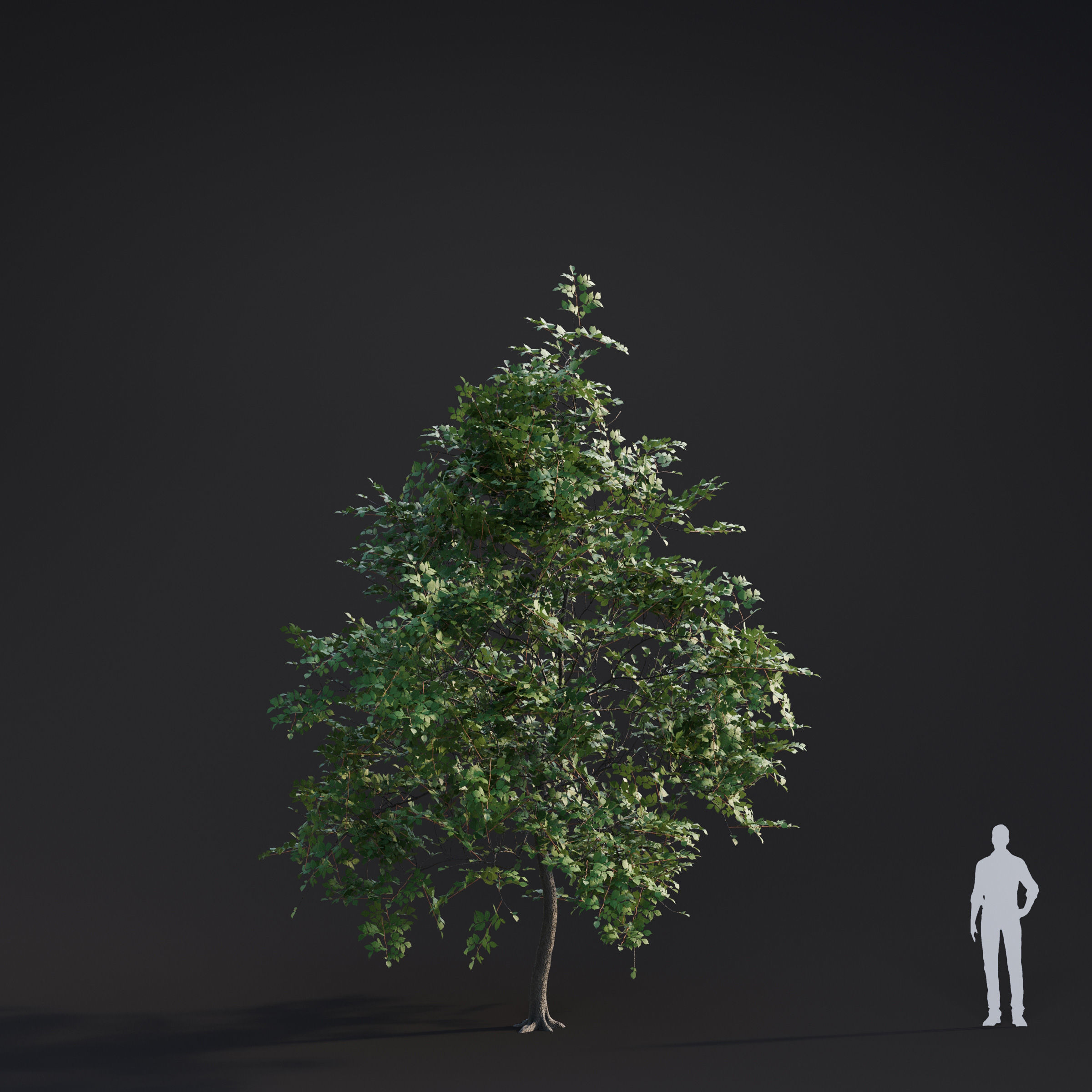 Archmodels vol 283 - collection of spring trees 3D model_5