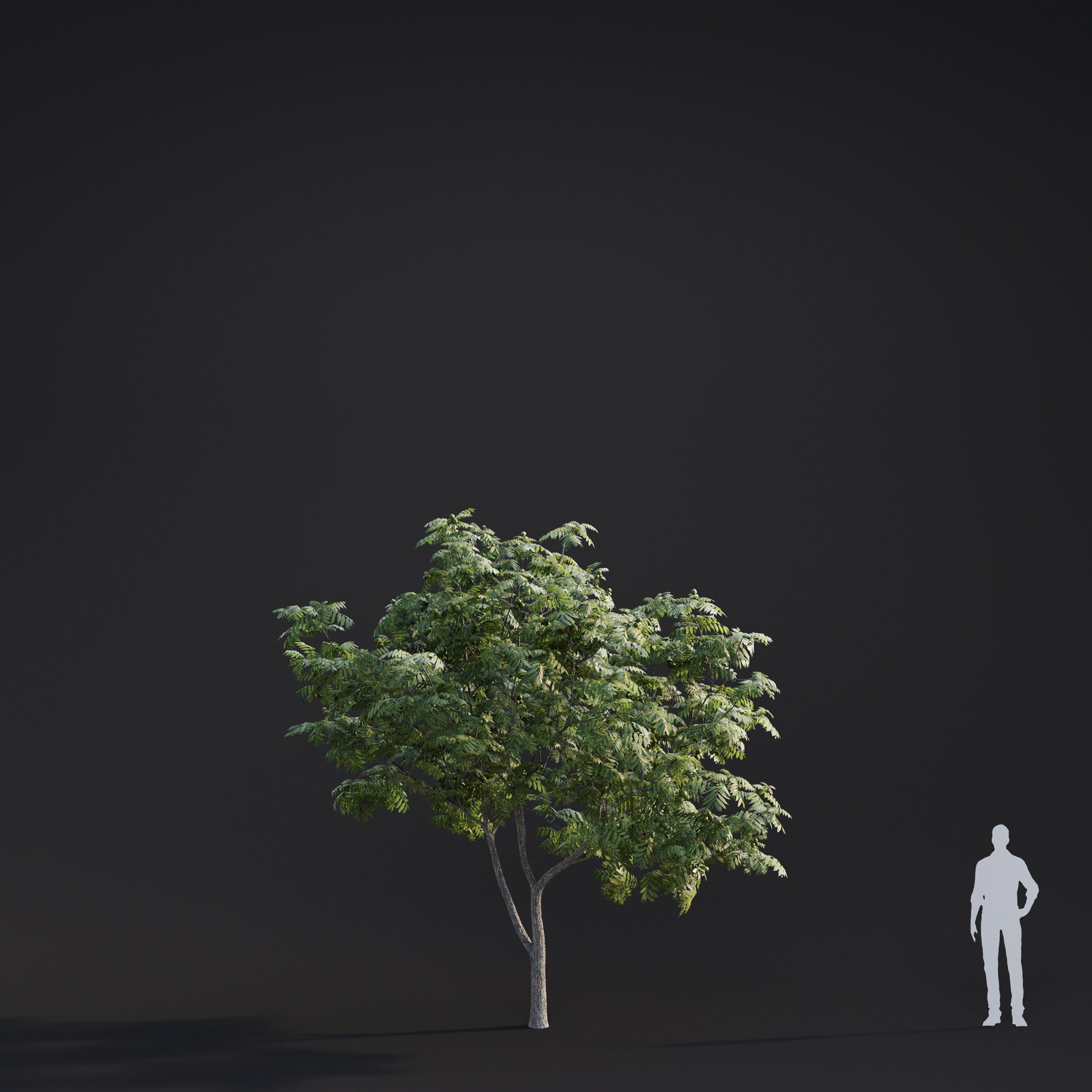Archmodels vol 283 - collection of spring trees 3D model_10