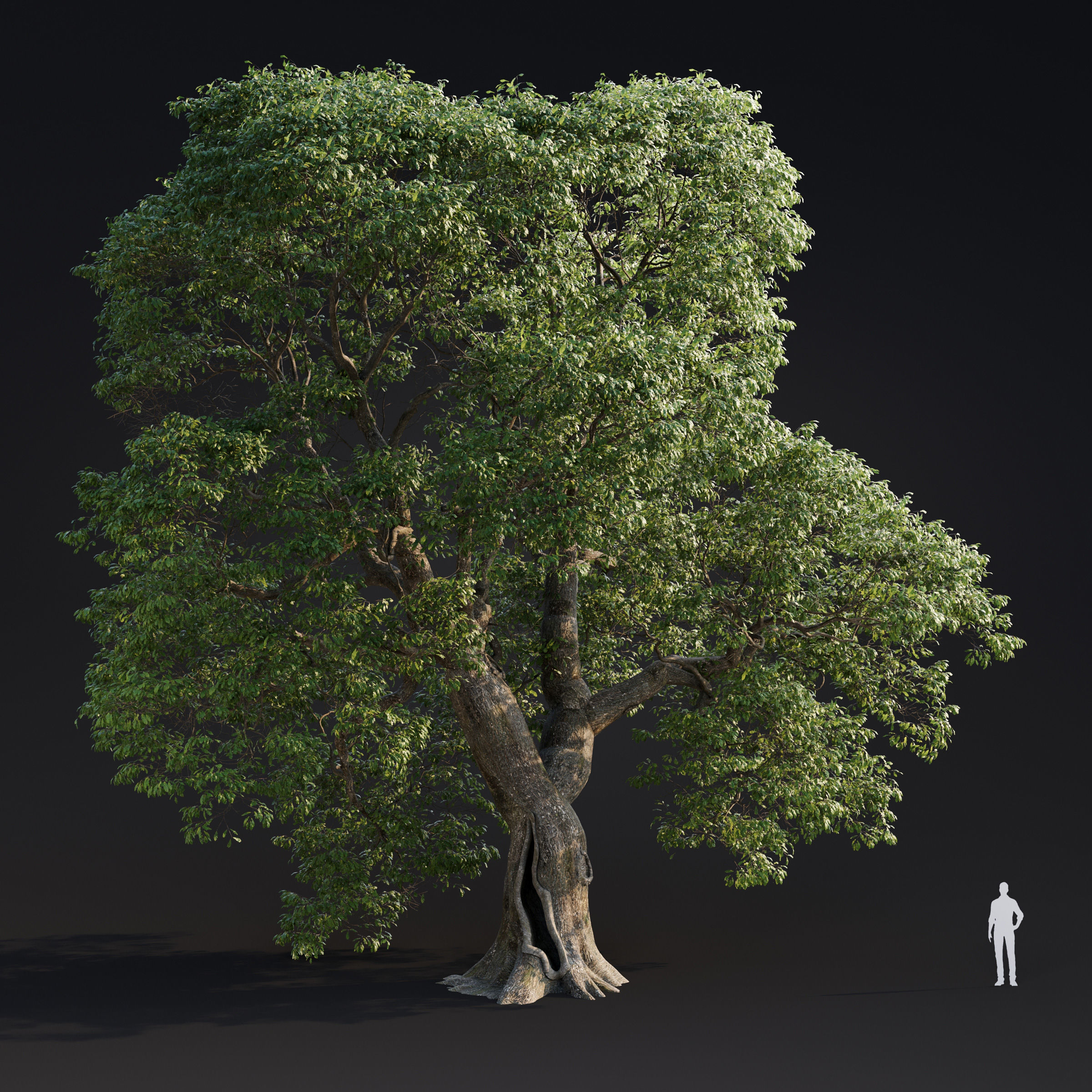 Archmodels vol 283 - collection of spring trees 3D model_16