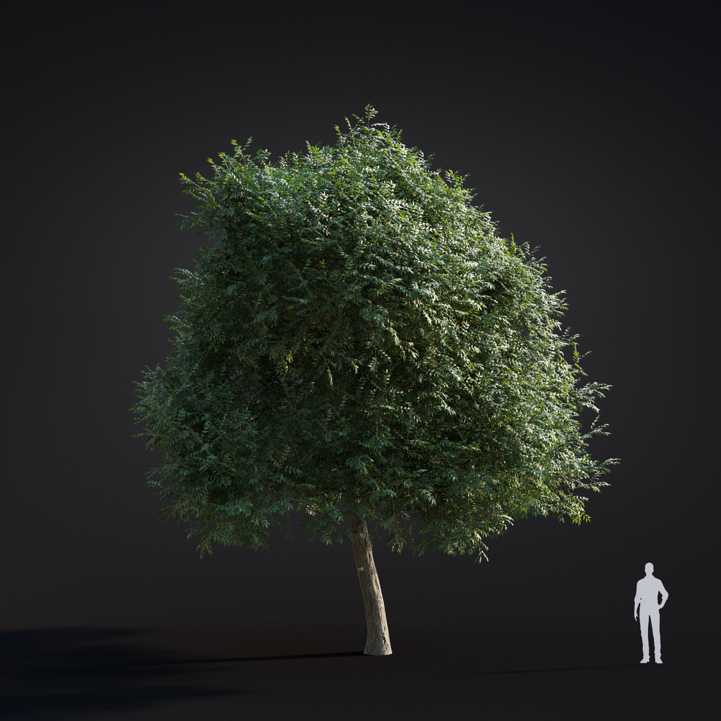 Archmodels vol 283 - collection of spring trees 3D model_25