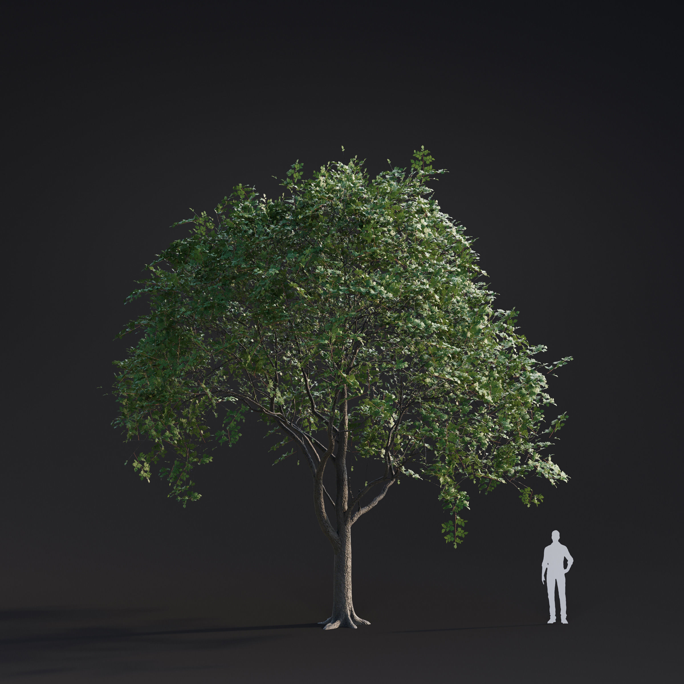 Archmodels vol 283 - collection of spring trees 3D model_6