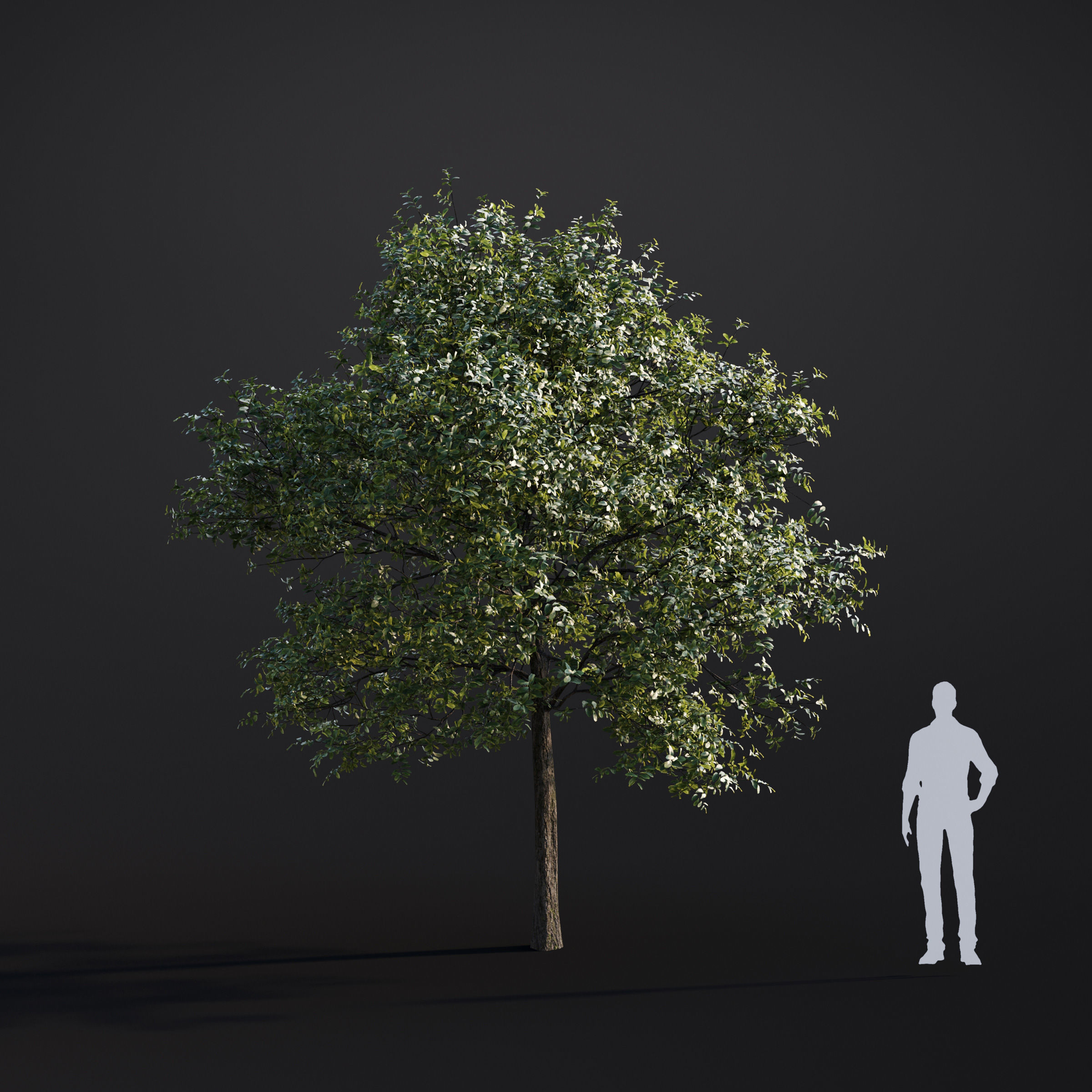 Archmodels vol 283 - collection of spring trees 3D model_53