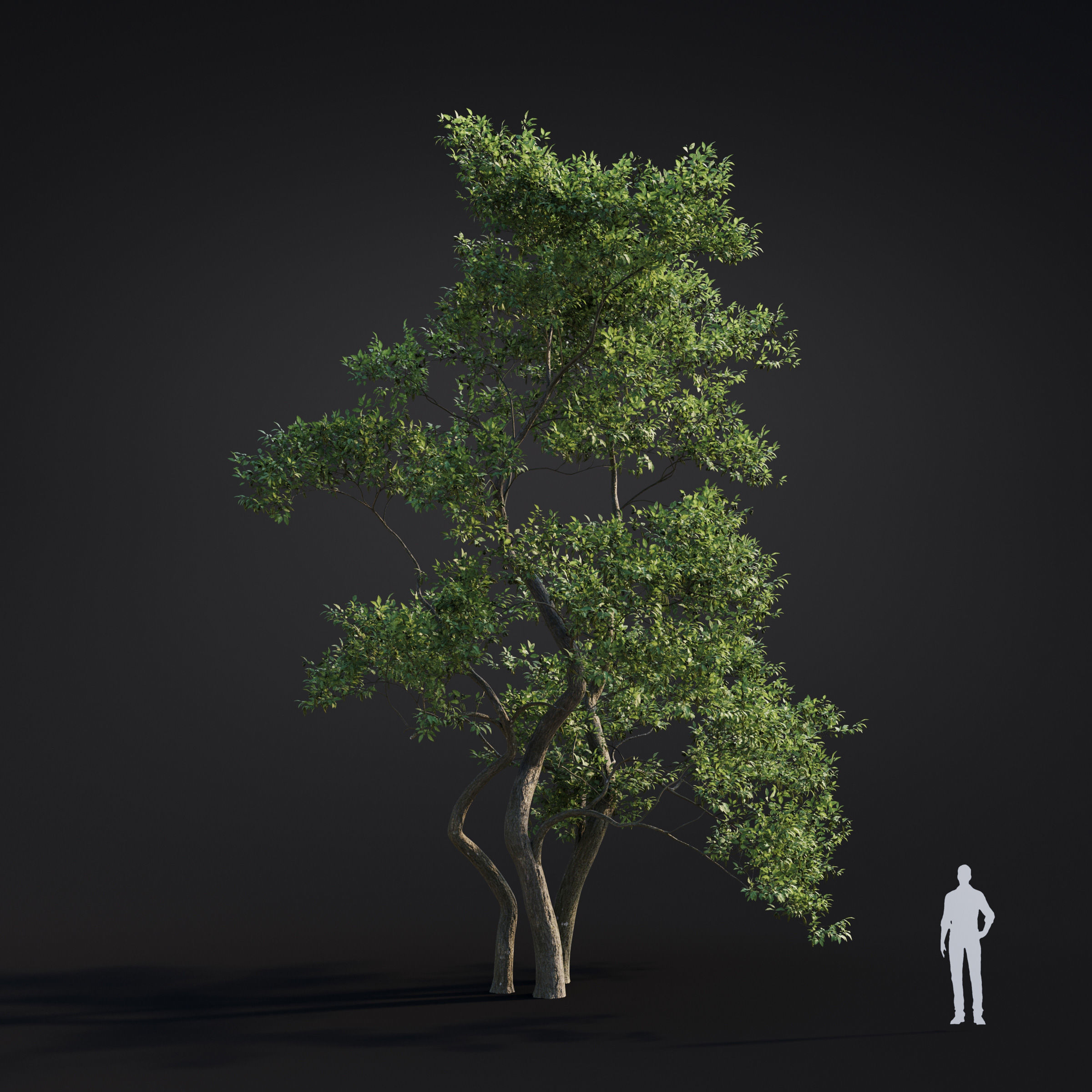 Archmodels vol 283 - collection of spring trees 3D model_23