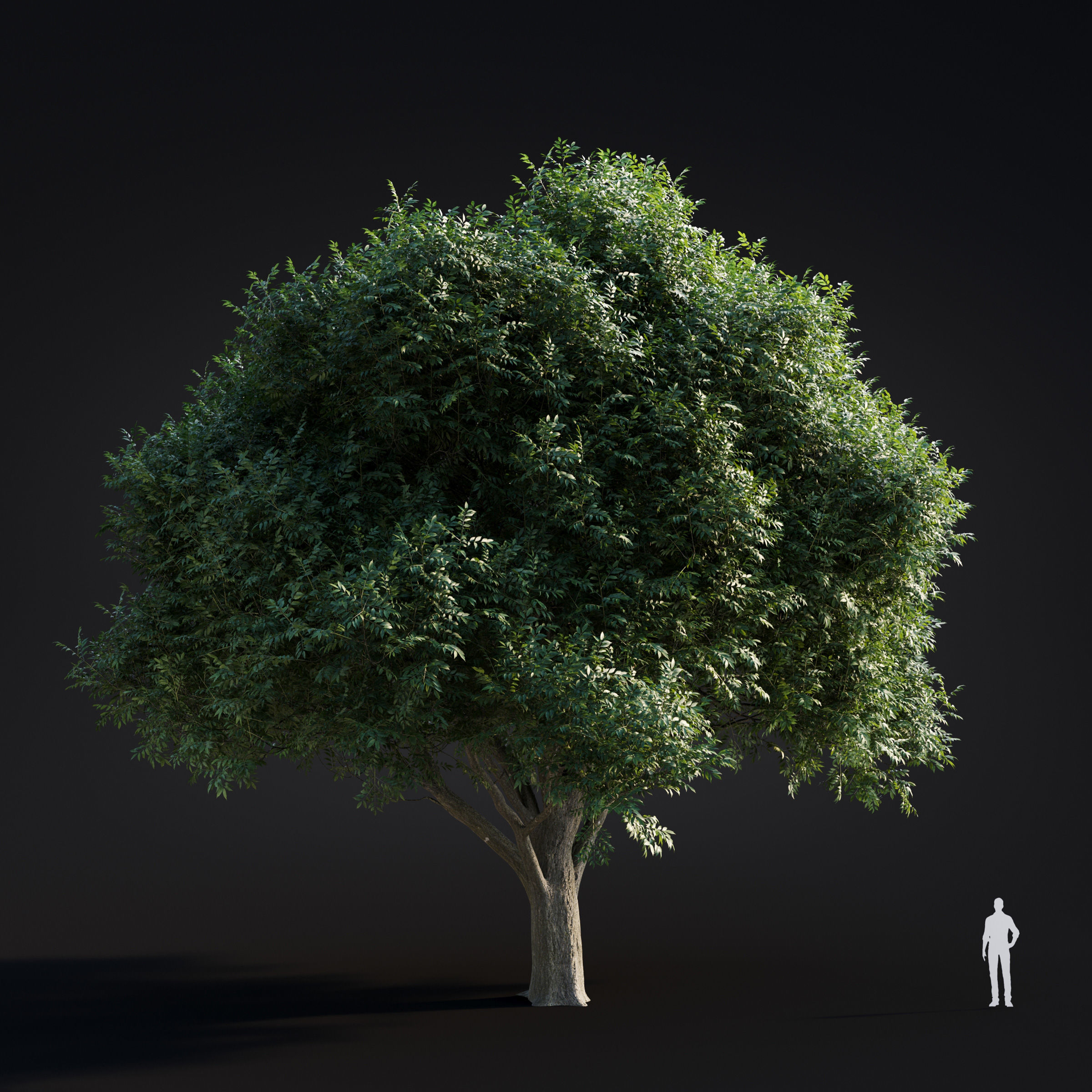 Archmodels vol 283 - collection of spring trees 3D model_27