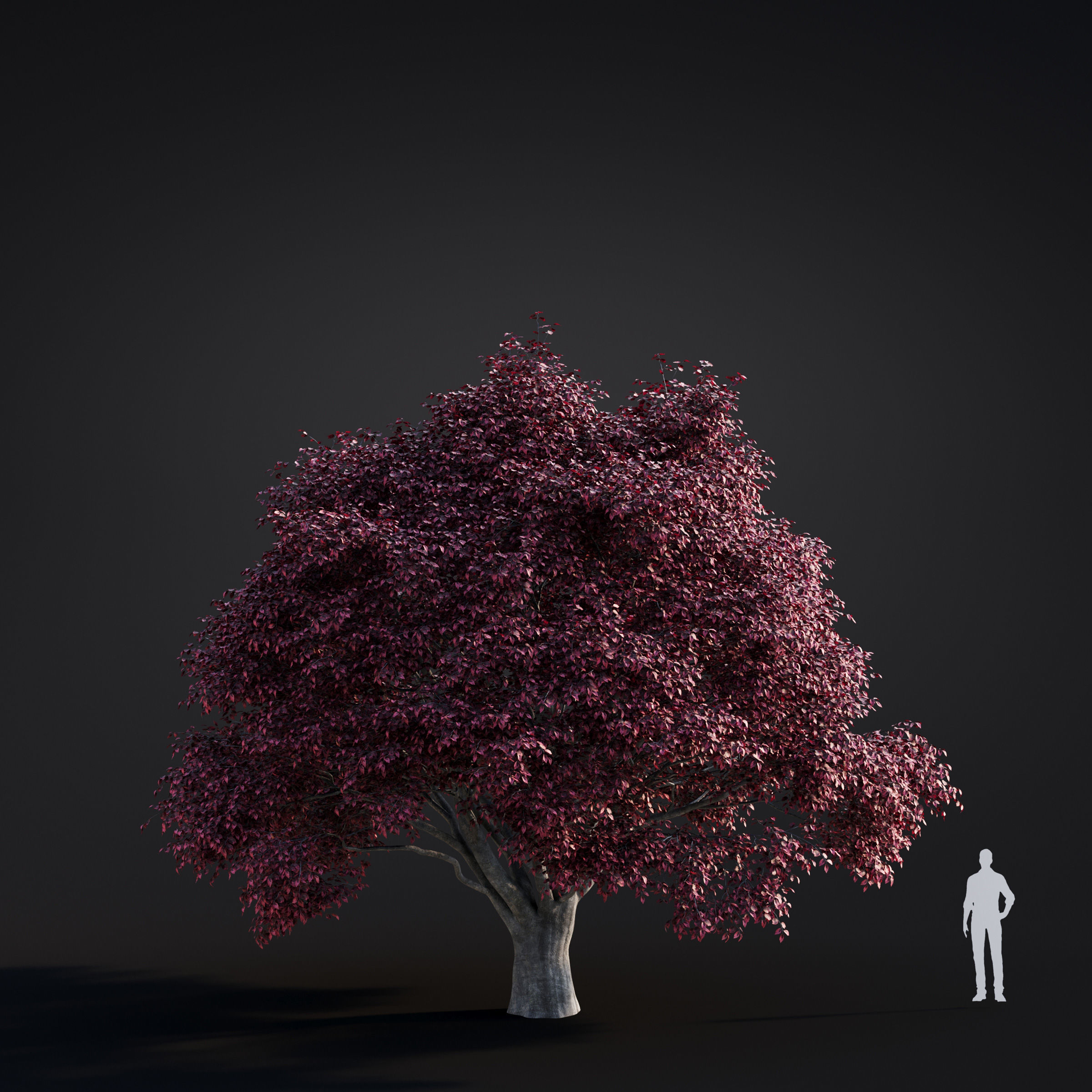 Archmodels vol 283 - collection of spring trees 3D model_39