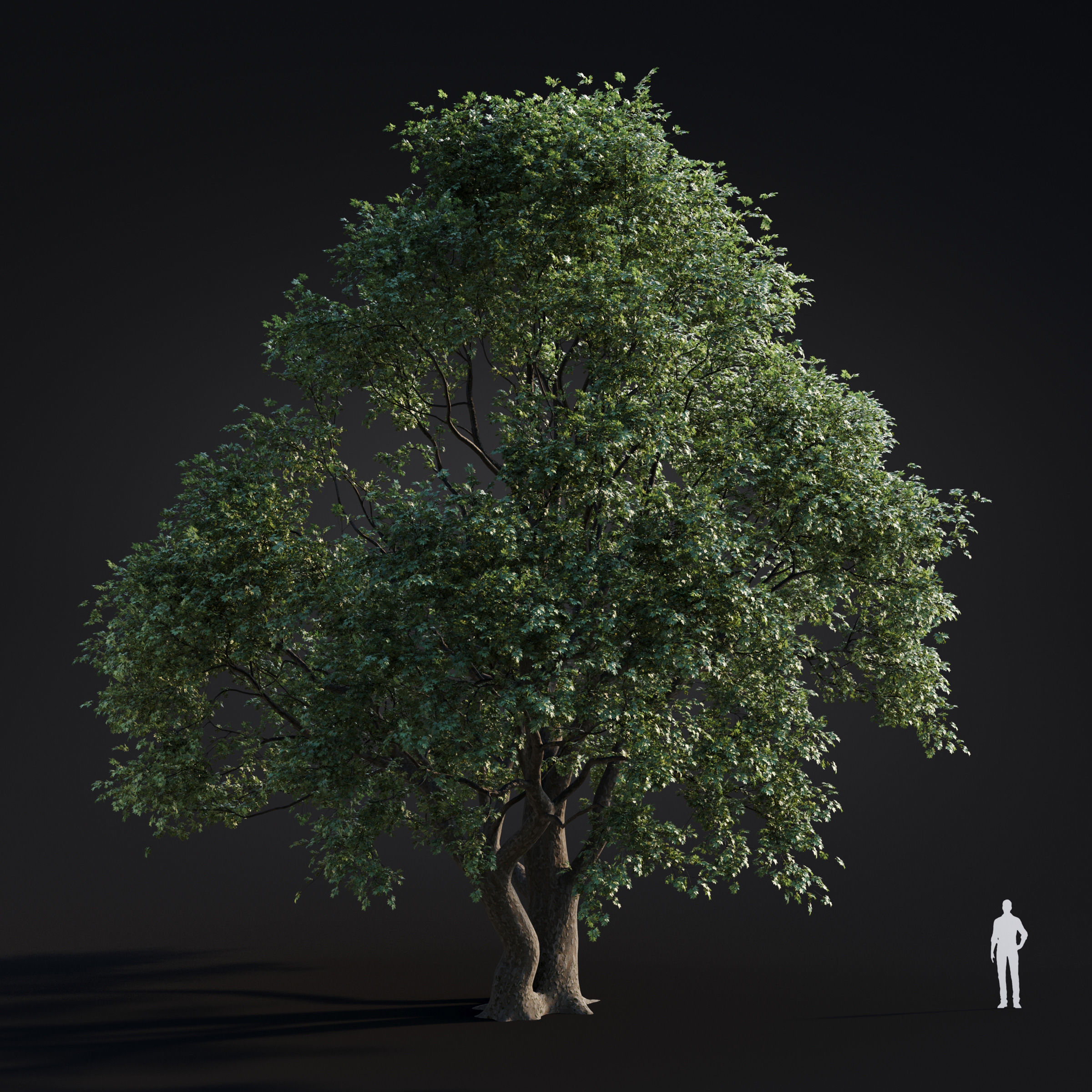 Archmodels vol 283 - collection of spring trees 3D model_52