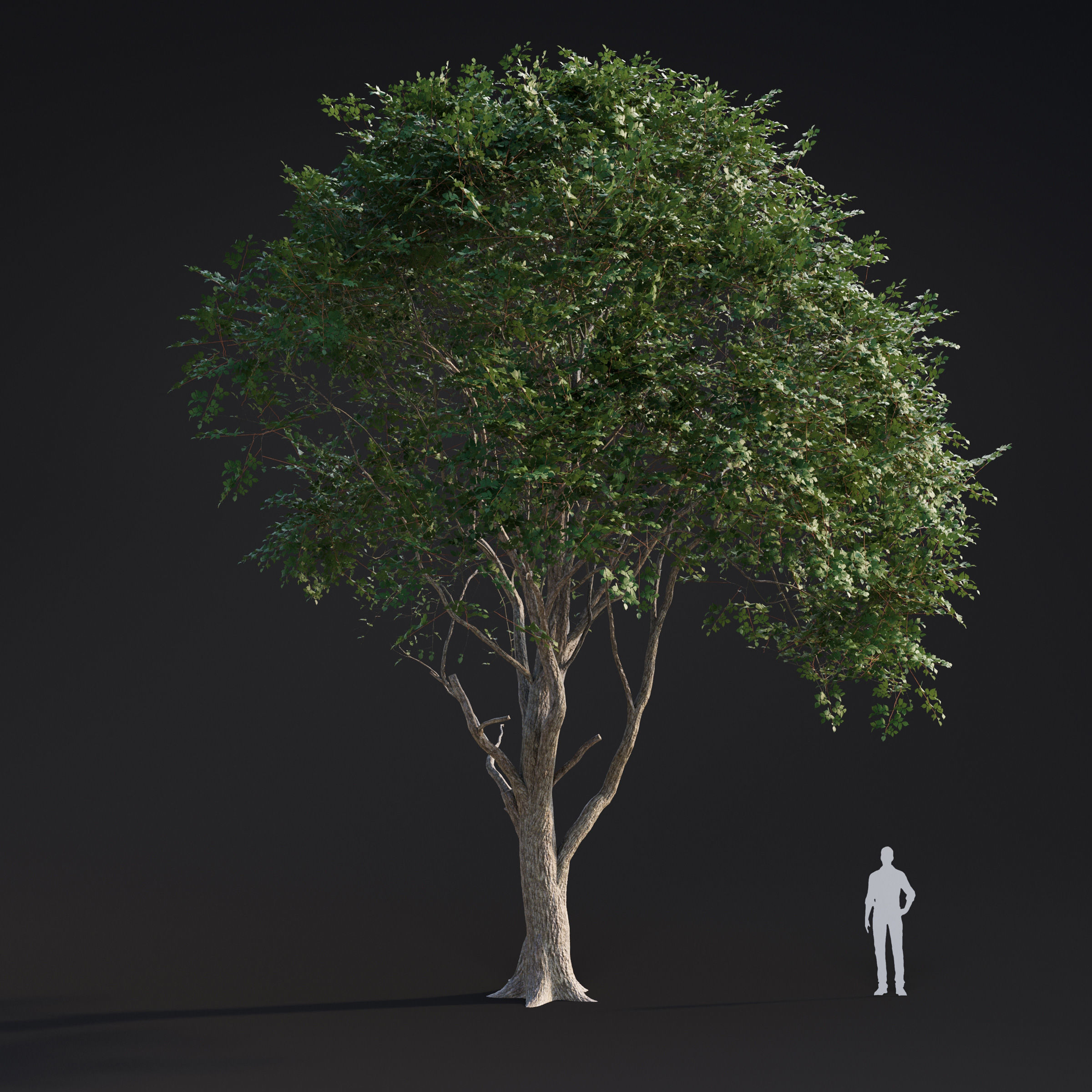 Archmodels vol 283 - collection of spring trees 3D model_7