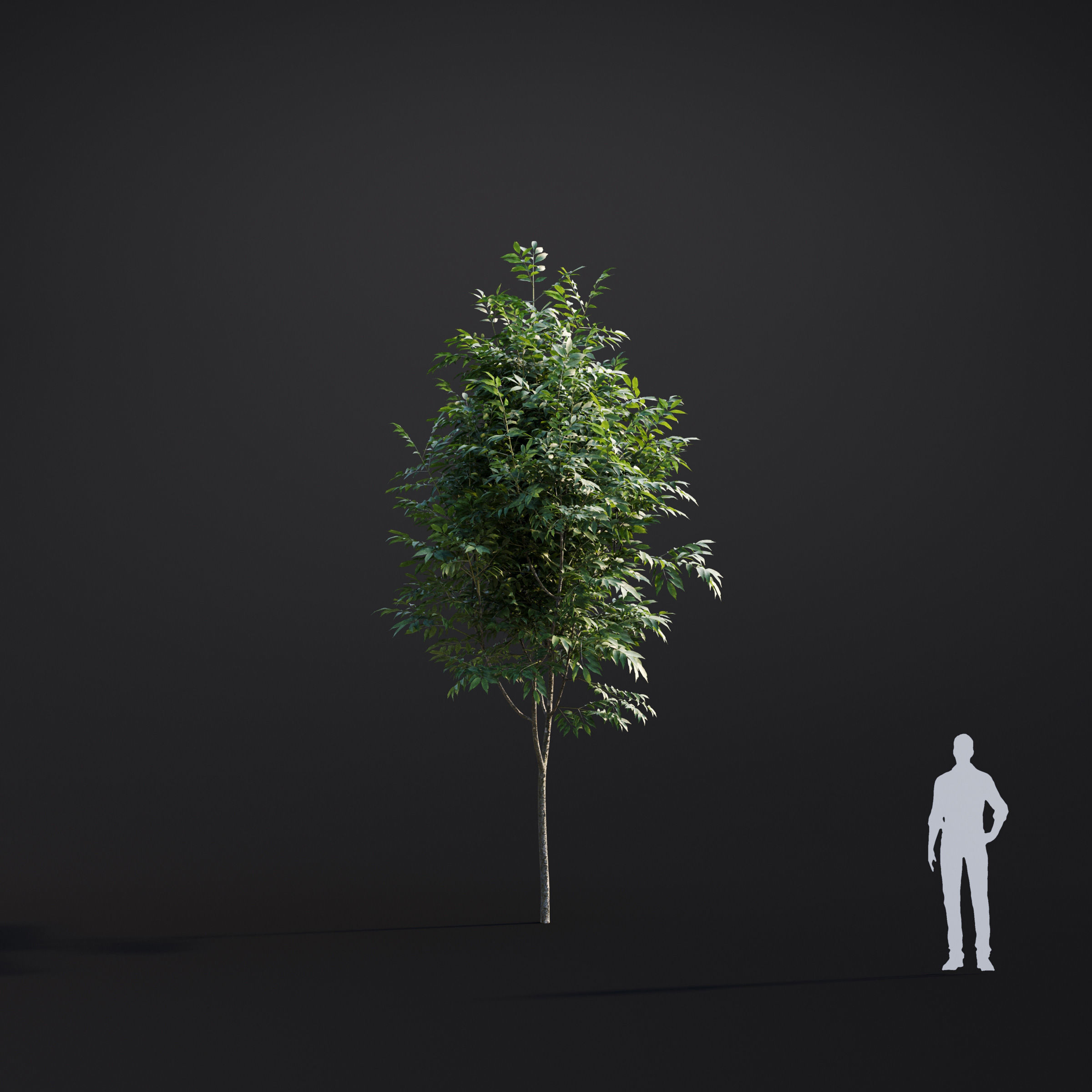 Archmodels vol 283 - collection of spring trees 3D model_28