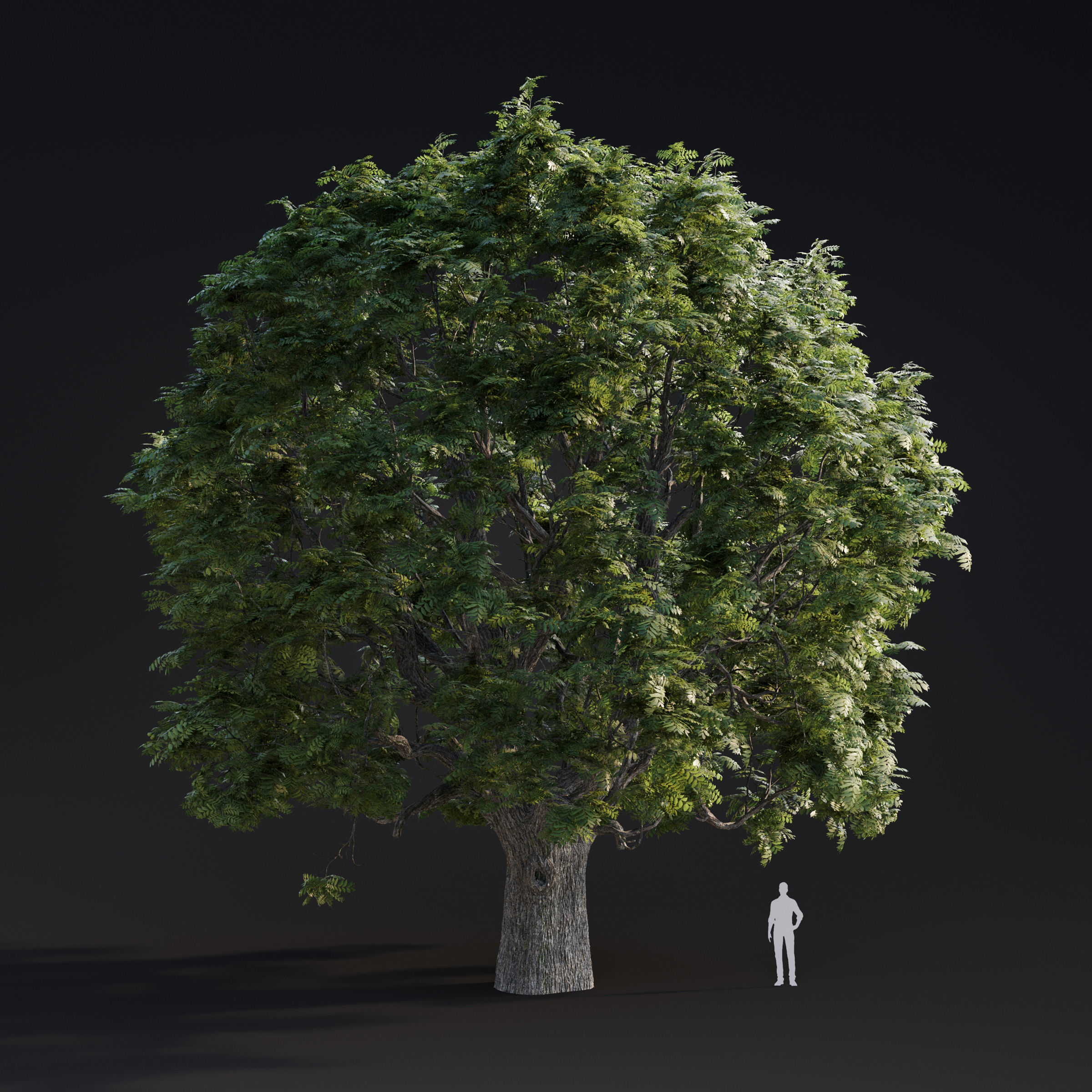 Archmodels vol 283 - collection of spring trees 3D model_9