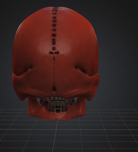 Realistic Robotic Skull and Meaty Horror Game Asset Low-poly 3D model_2