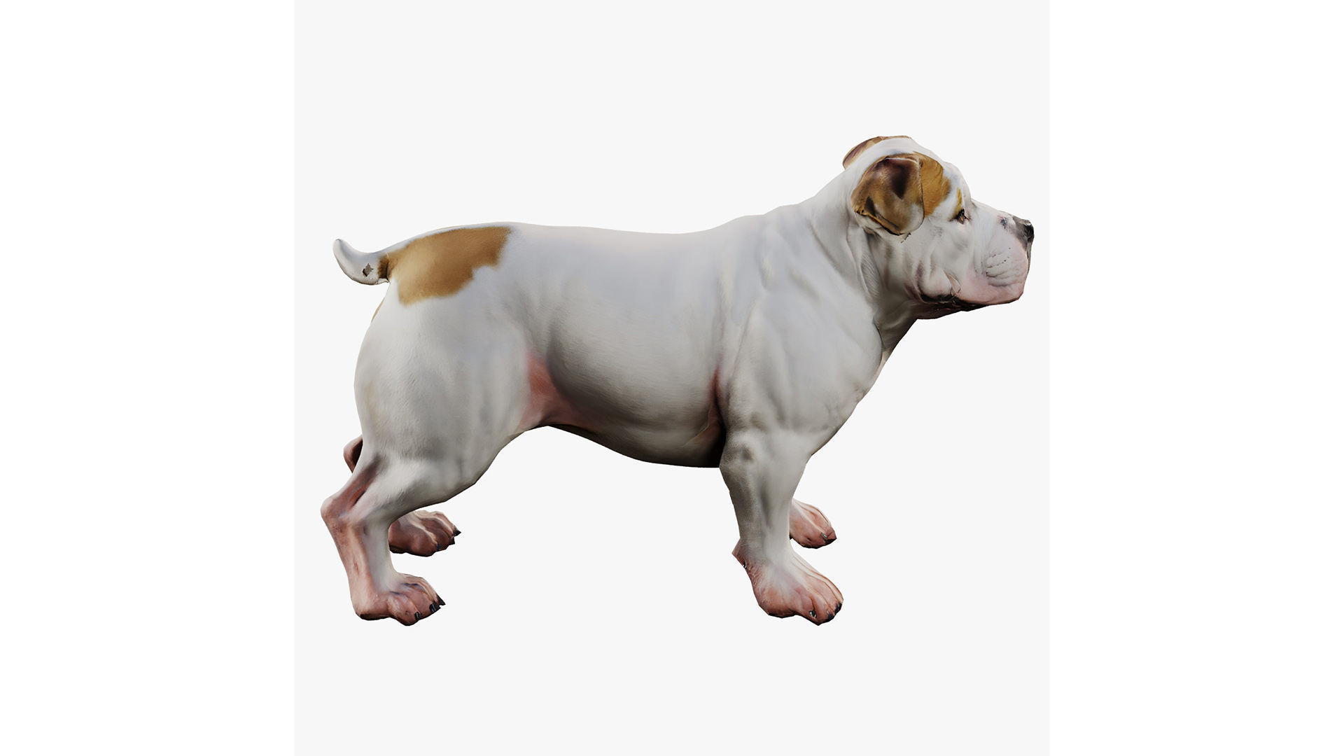 bulldog Low-poly 3D model_1