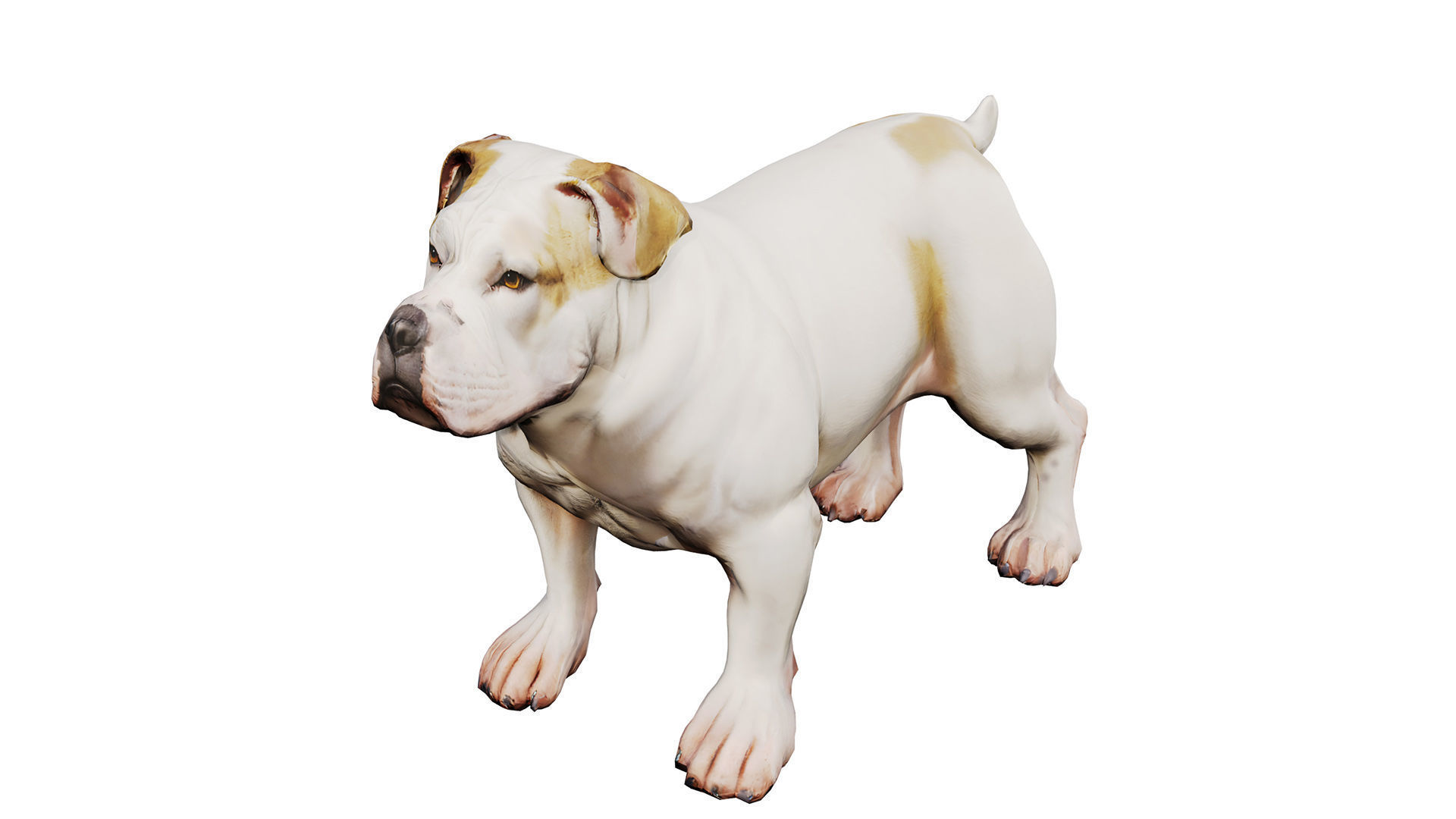 bulldog Low-poly 3D model_3