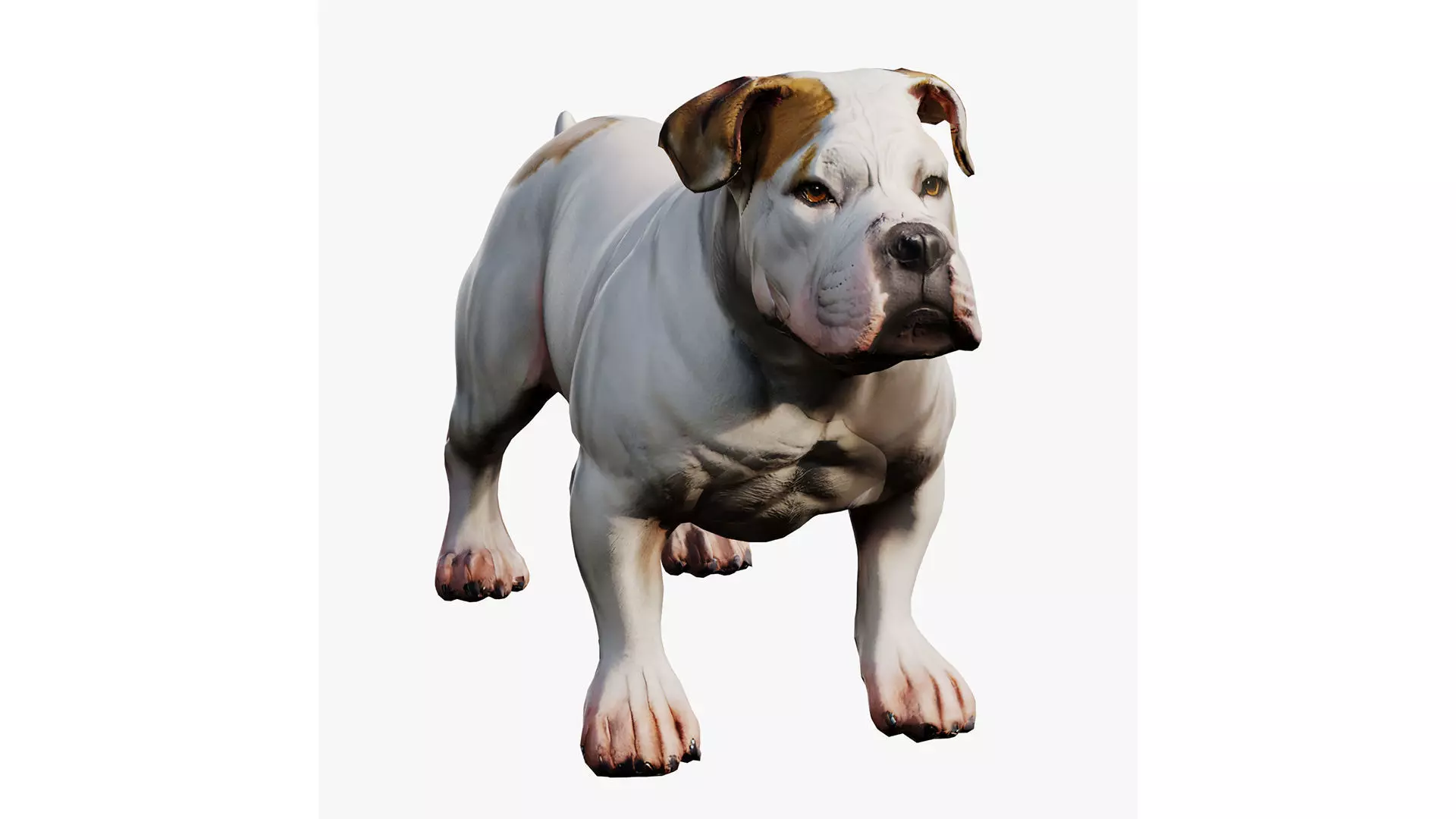 bulldog Low-poly 3D model_0