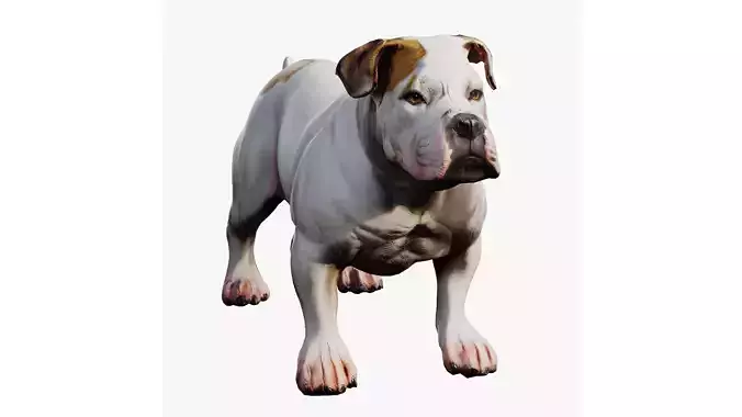 bulldog