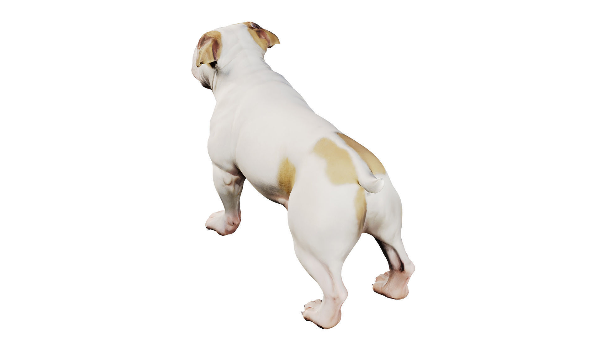 bulldog Low-poly 3D model_4