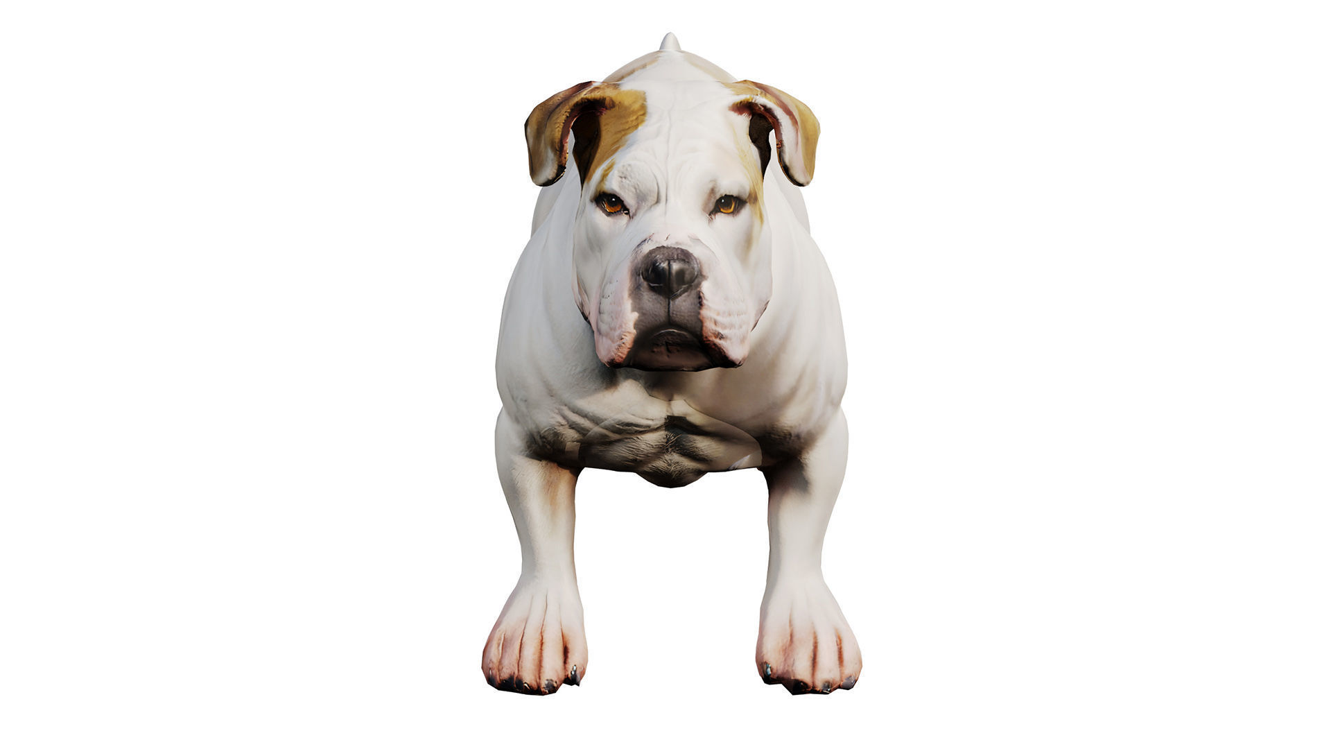 bulldog Low-poly 3D model_2