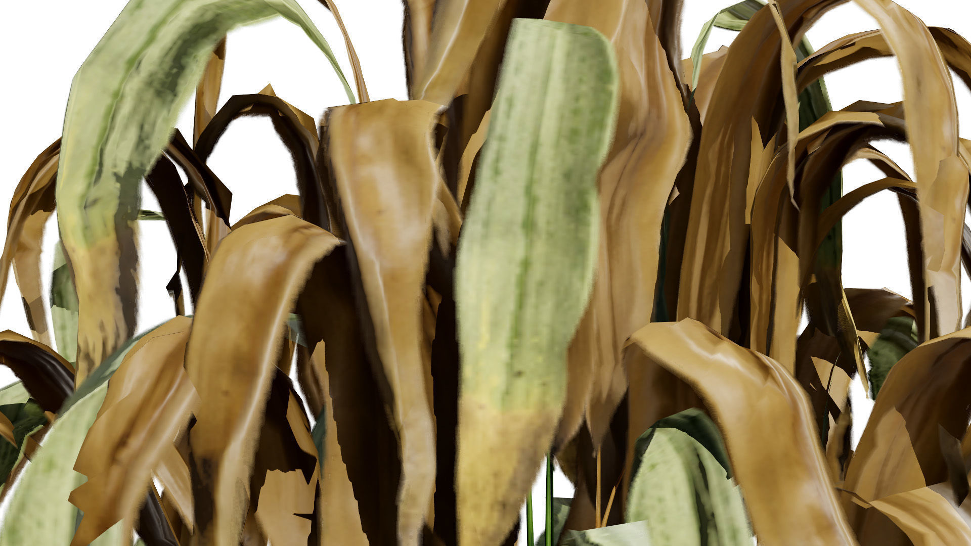 Dead Plant 3D Collection Low-poly 3D model_4