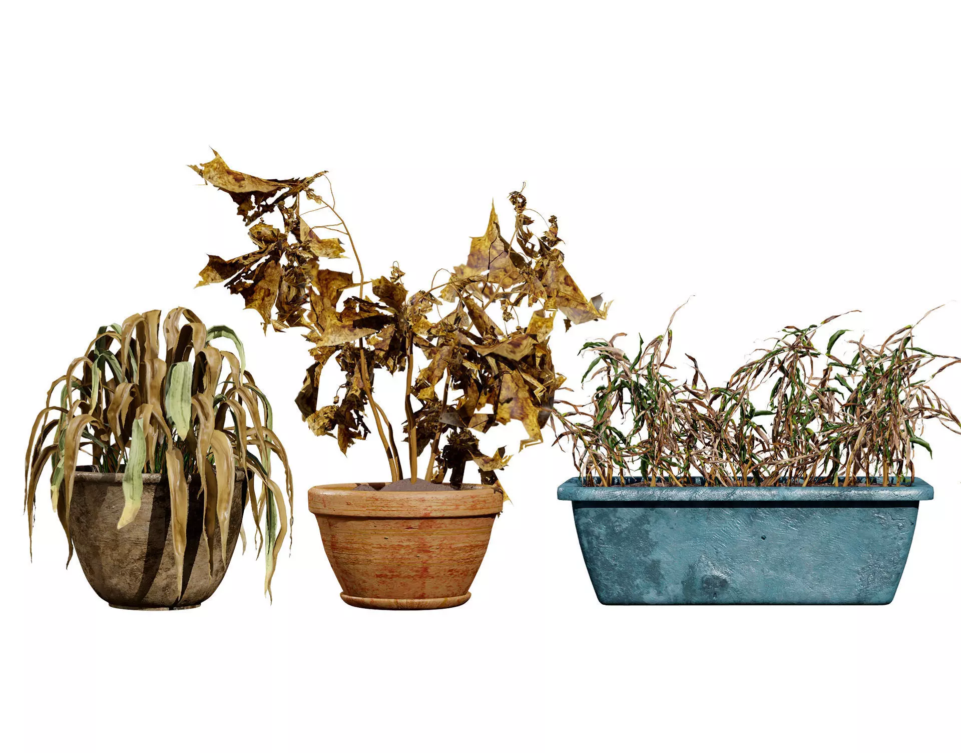 Dead Plant 3D Collection Low-poly 3D model_0