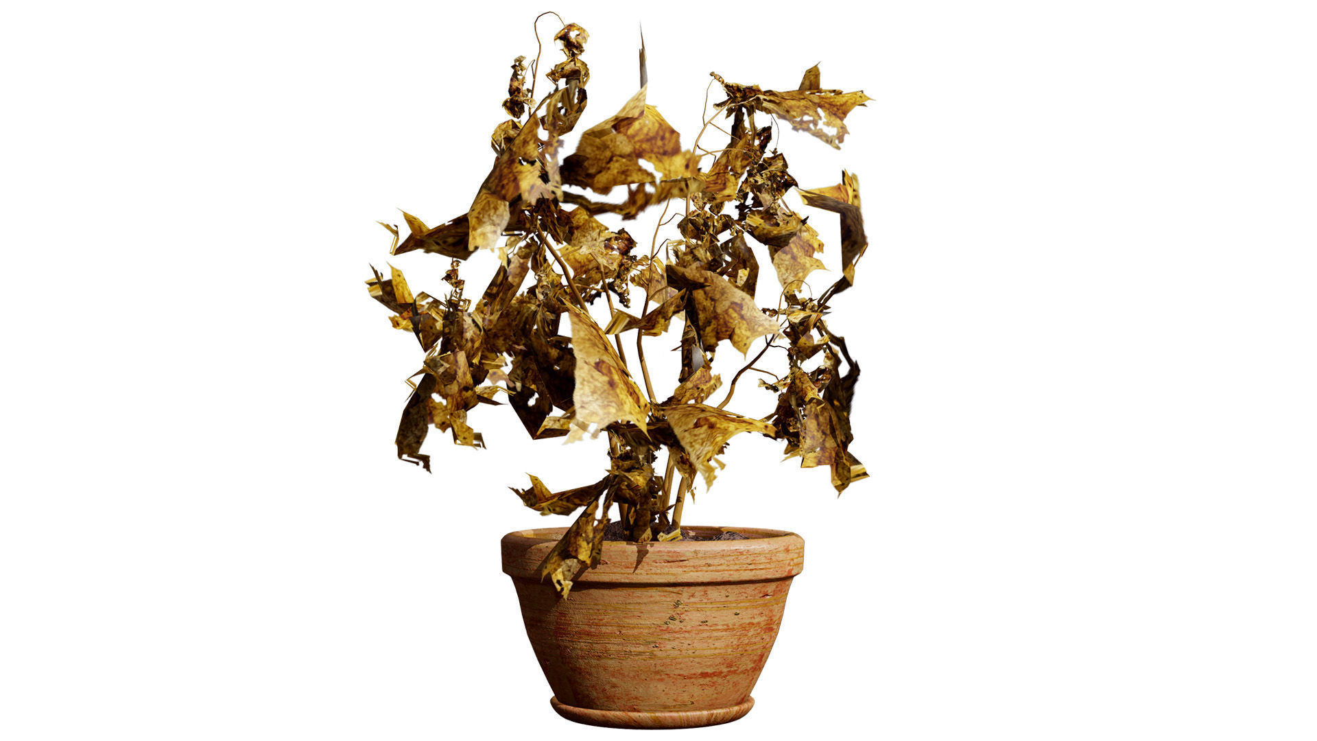 Dead Plant 3D Collection Low-poly 3D model_5