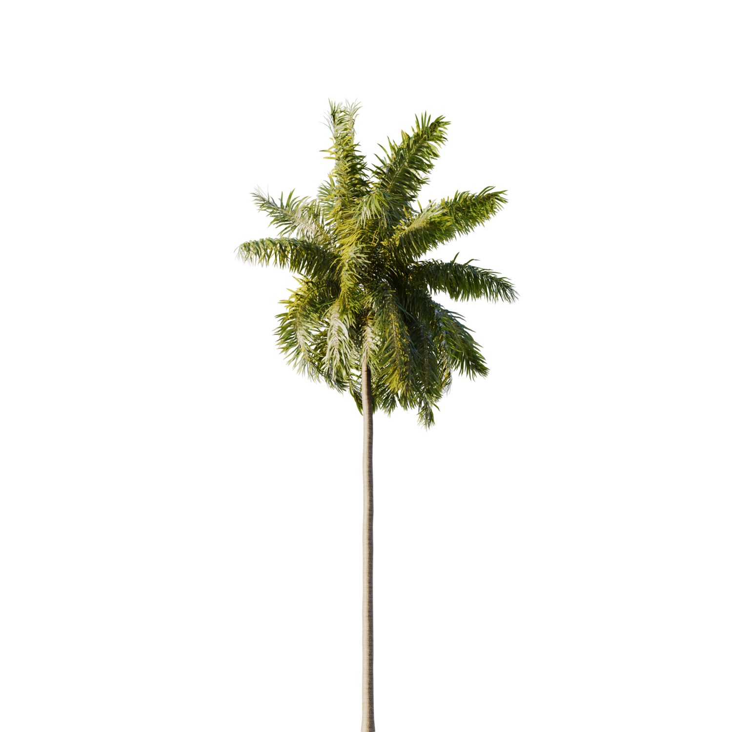 Elaeis guineensis palm 3D model_8