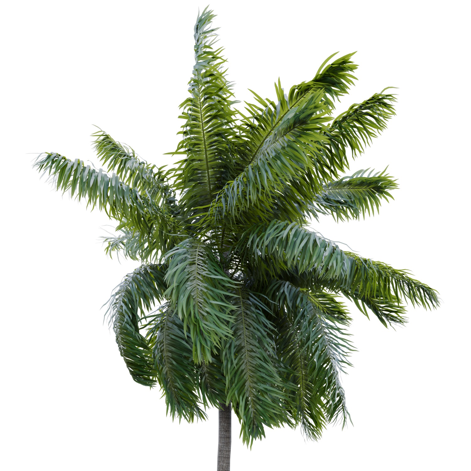 Elaeis guineensis palm 3D model_11
