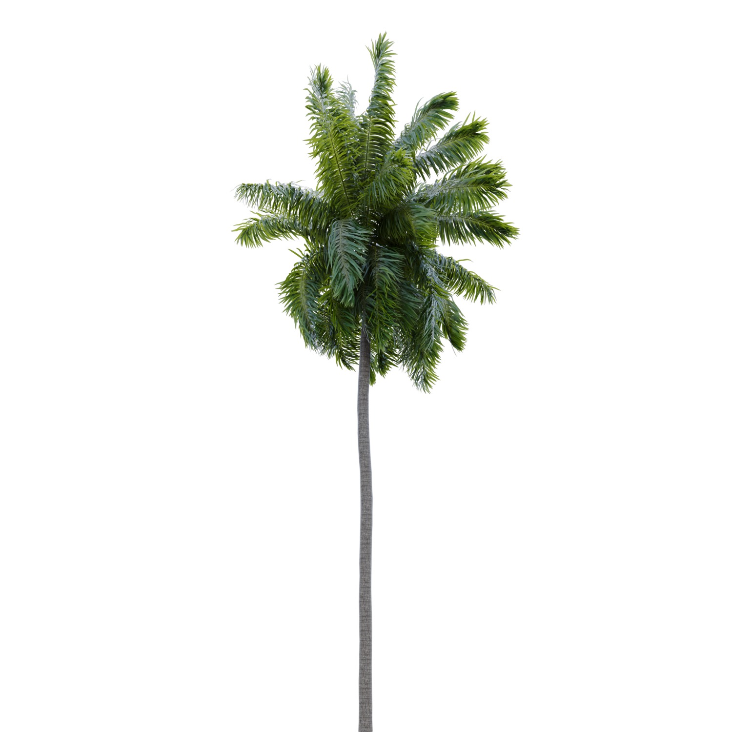 Elaeis guineensis palm 3D model_12
