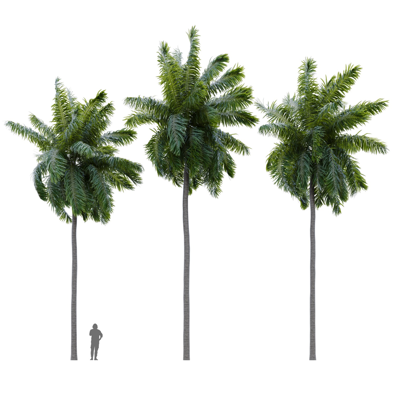 Elaeis guineensis palm 3D model_10