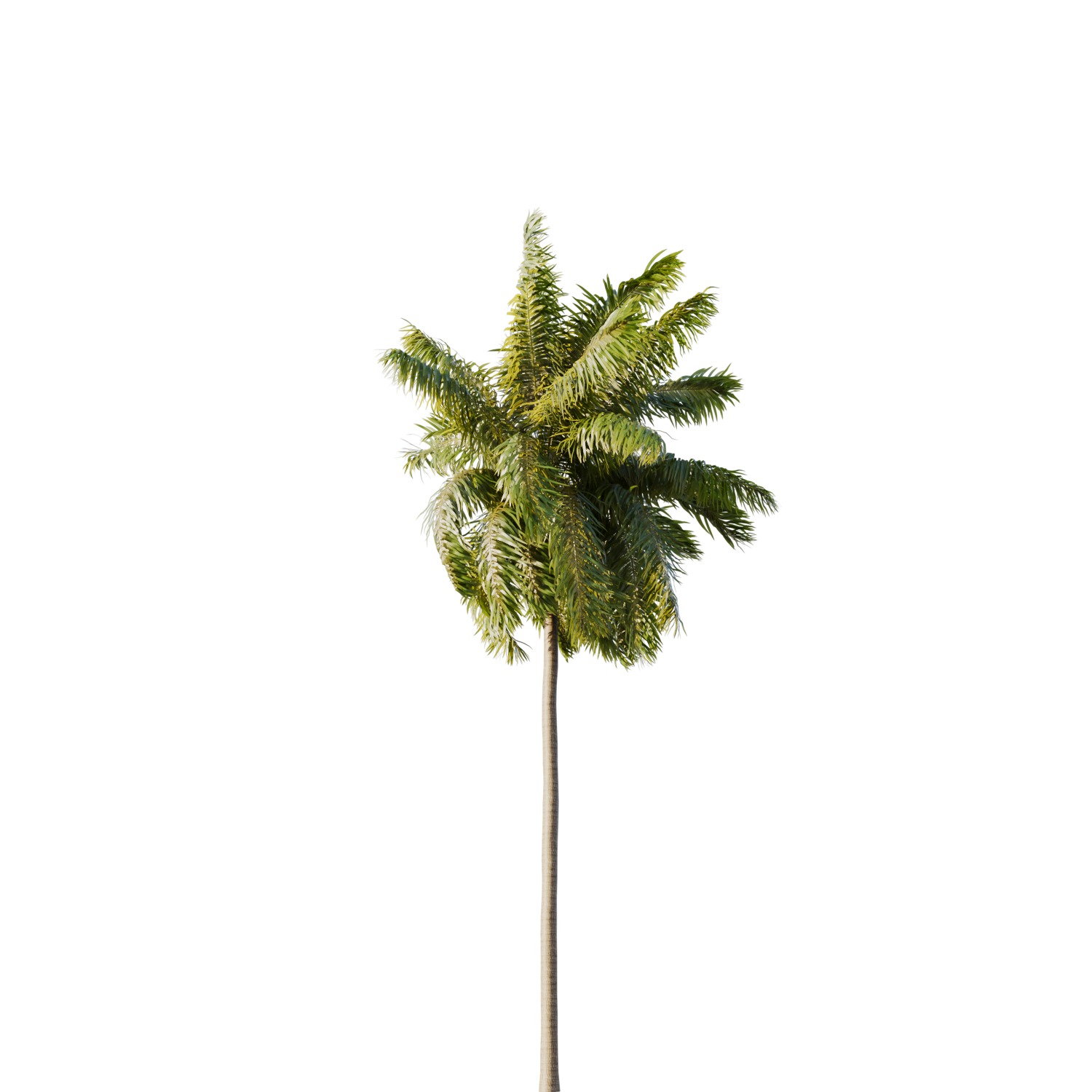 Elaeis guineensis palm 3D model_9