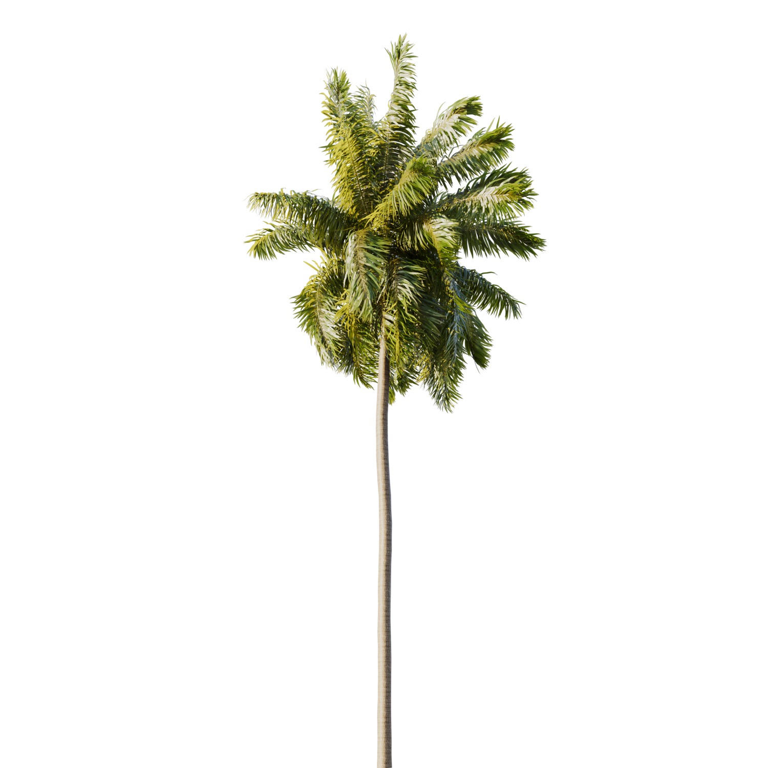 Elaeis guineensis palm 3D model_7