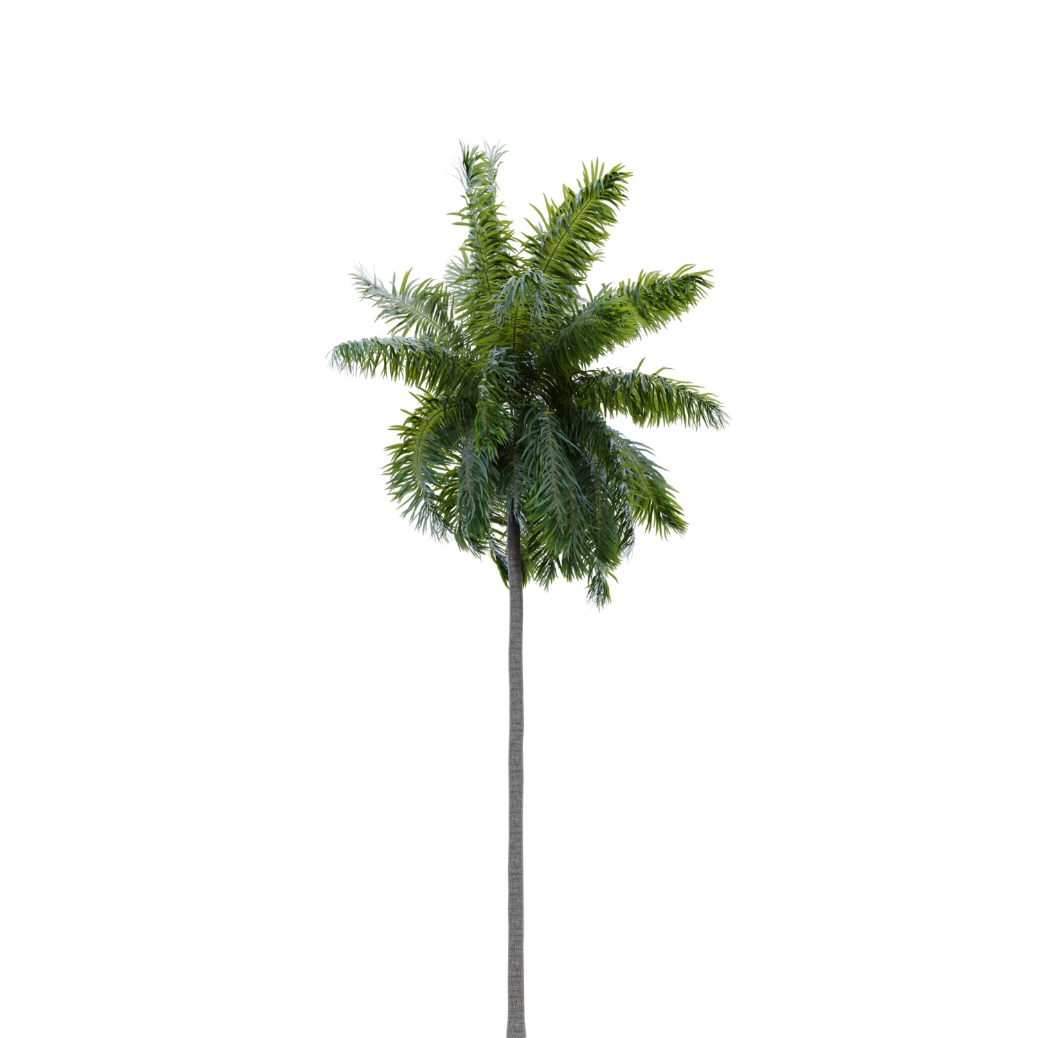 Elaeis guineensis palm 3D model_3