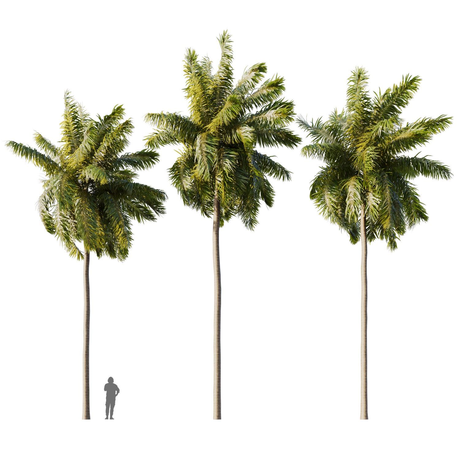 Elaeis guineensis palm 3D model_0