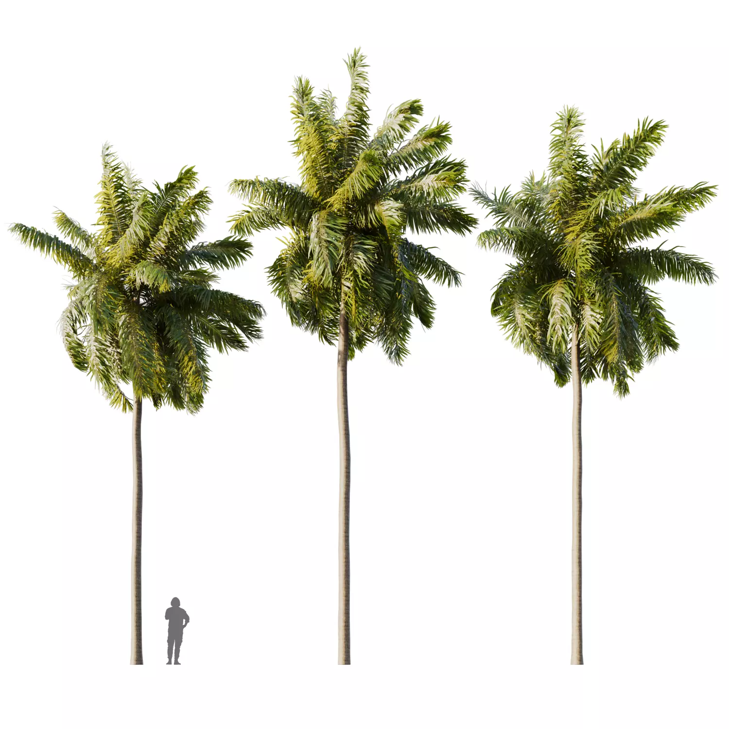 Elaeis guineensis palm 3D model_0