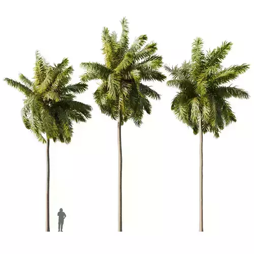 Elaeis guineensis palm 3D model